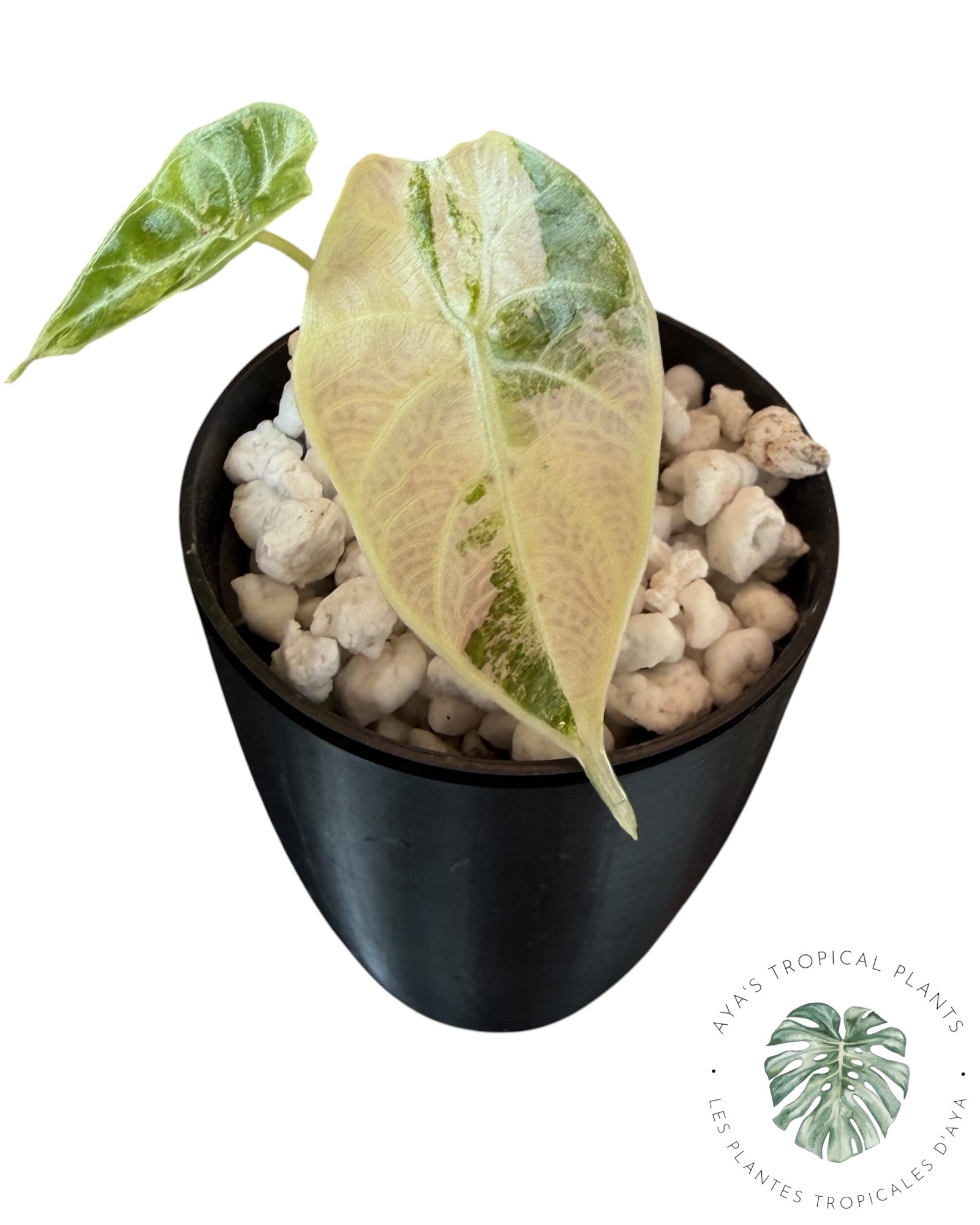 Alocasia Watsoniana Doff. Pink Variegate