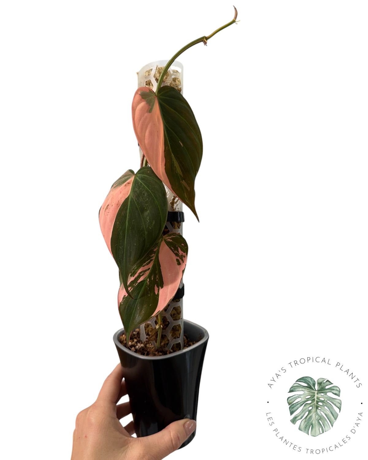 Philodendron REAL Pink Micans Variegated