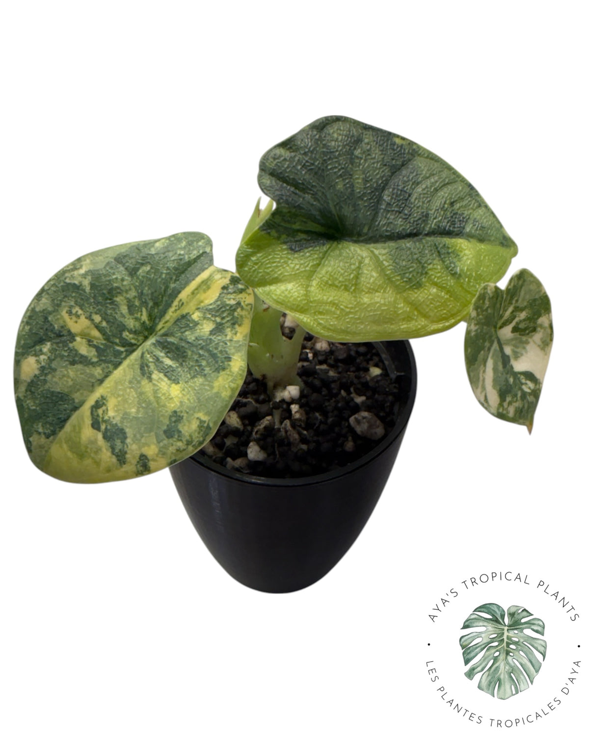 Alocasia Melo Aurea long form