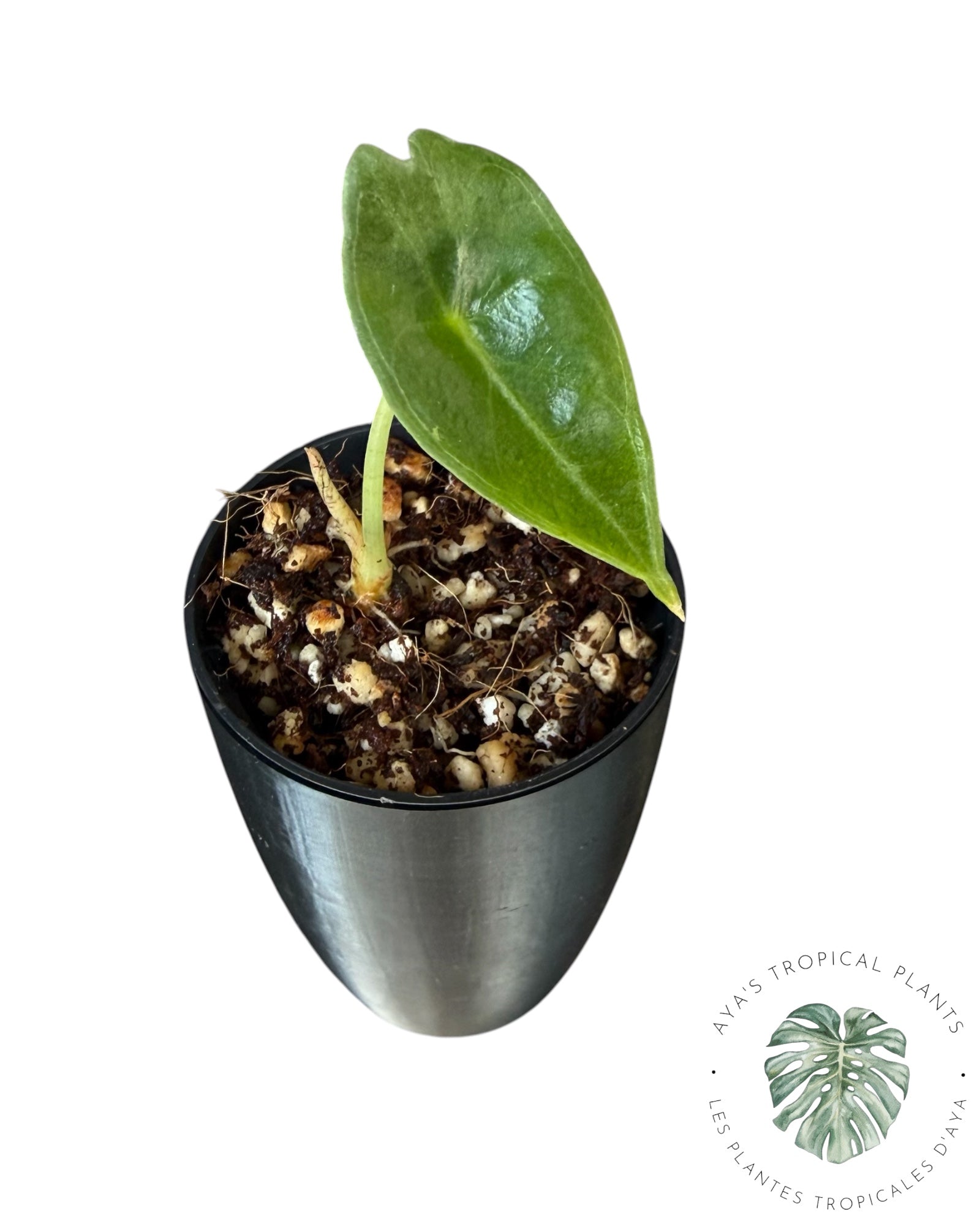 Alocasia Longiloba Pourpre