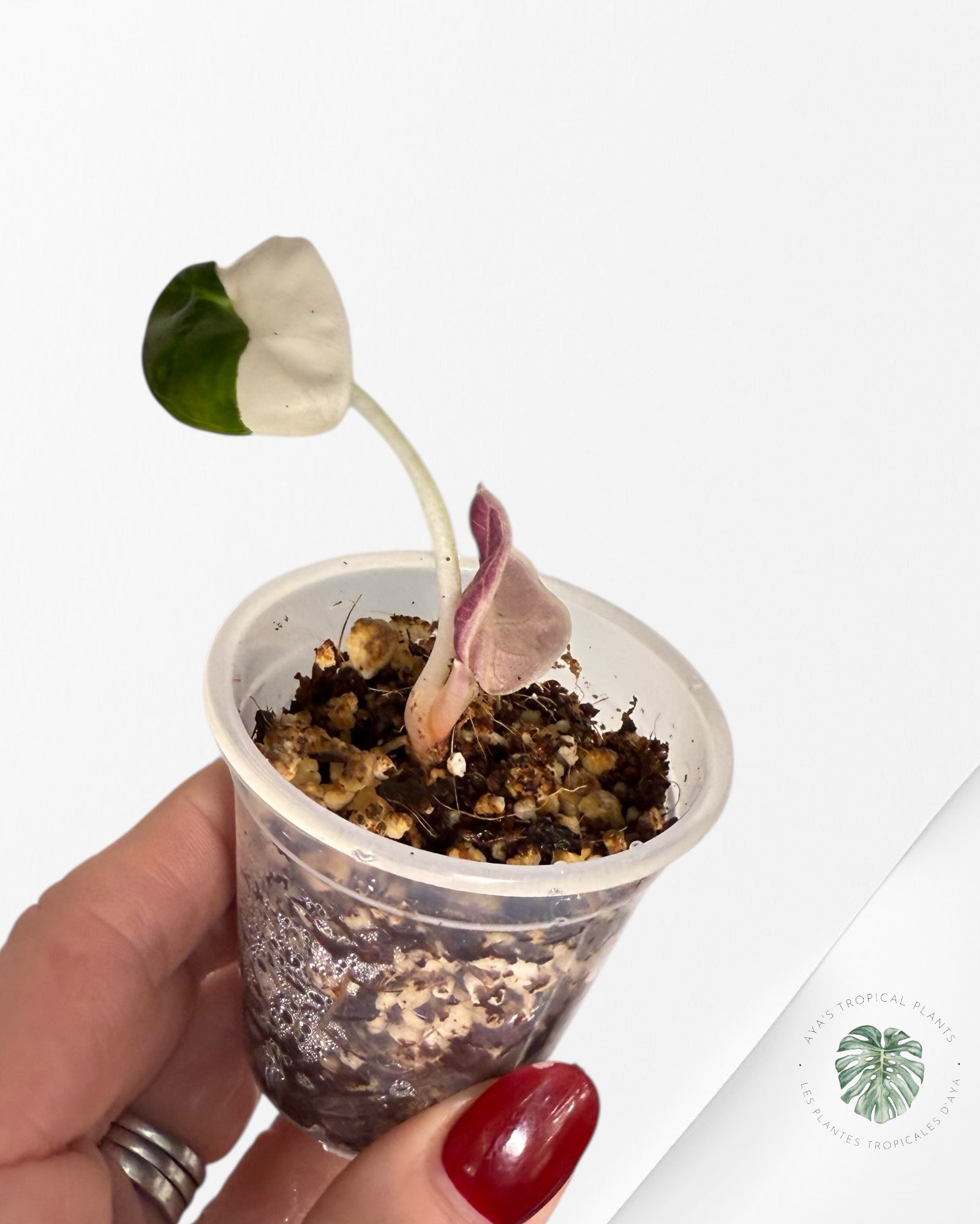 Alocasia Heart Balloon Pink variegated| Rare TC Plant| Aya's Tropical Plants