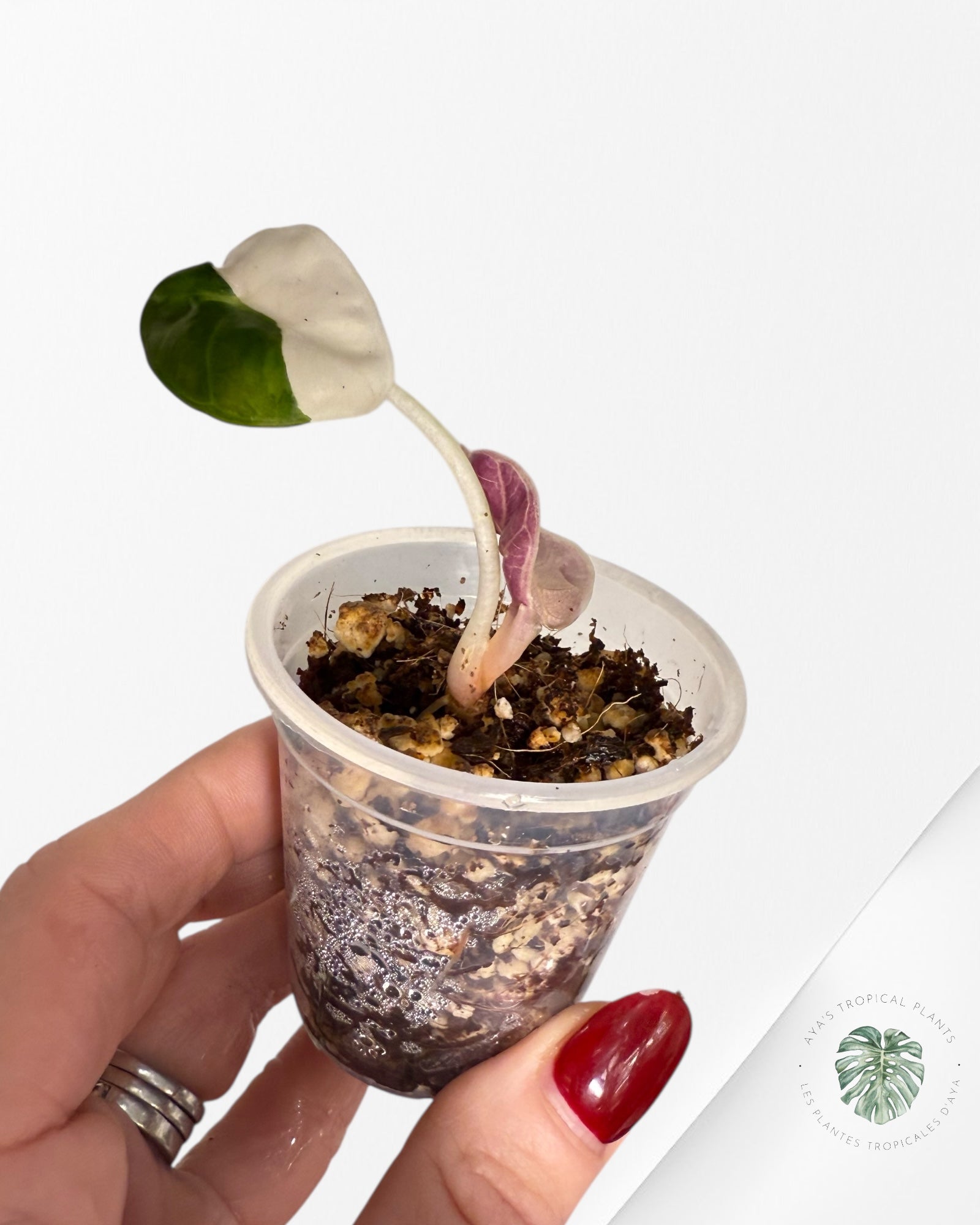 Alocasia Heart Balloon Pink variegated| Rare TC Plant| Aya's Tropical Plants