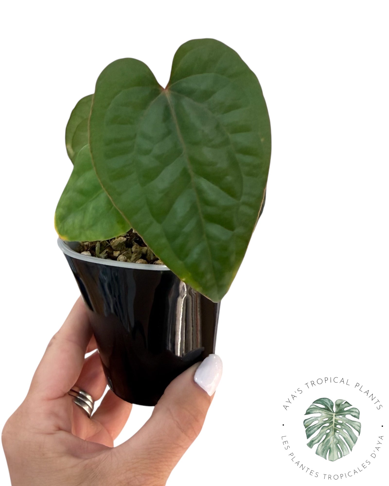 Anthurium Ace of Spades x Luxurians