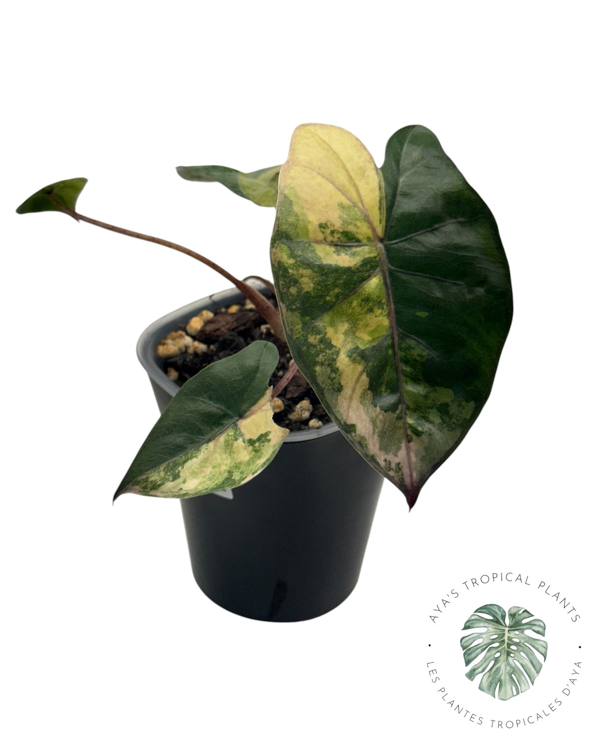 Alocasia Yucatan Aurea Panaché