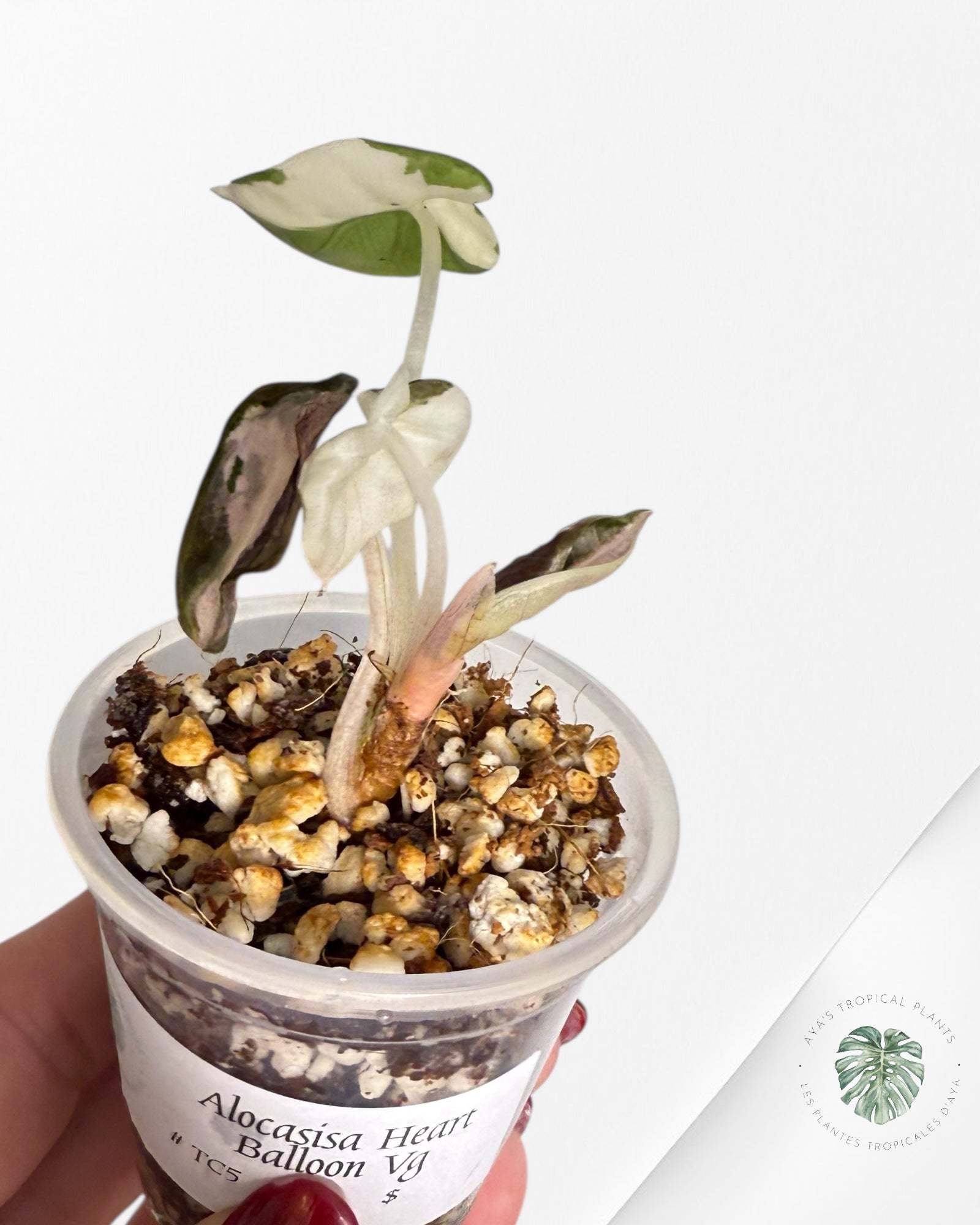 Alocasia Heart Balloon Pink variegated| Rare TC Plant| Aya's Tropical Plants
