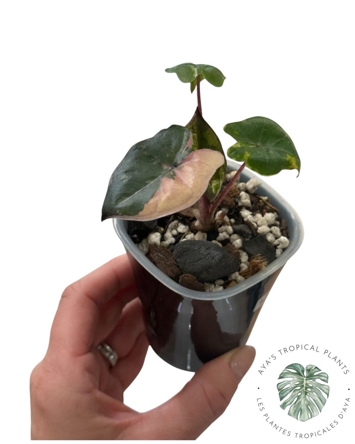 Alocasia Yucatan Princess Pink Variegated