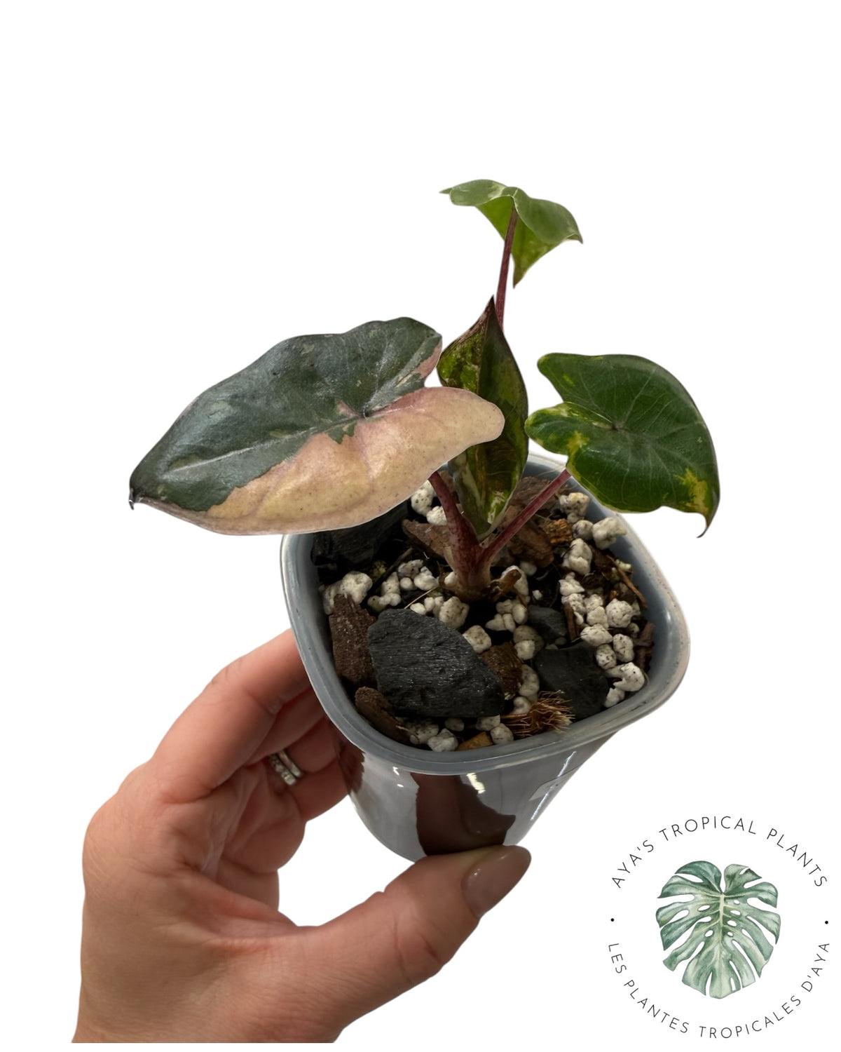 Alocasia Yucatan Princess Pink Variegated