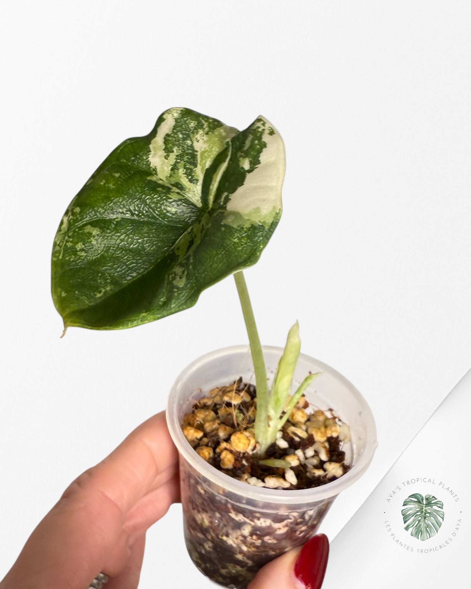 Alocasia Melo Variegated Albo| Rare TC Plant| Aya's Tropical Plants