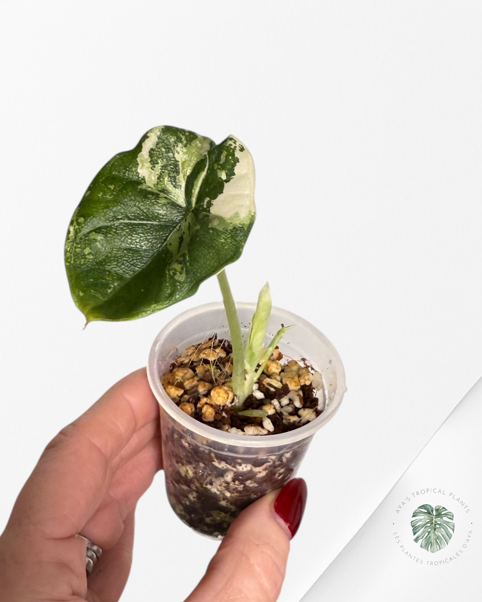 Alocasia Melo Variegated Albo| Rare TC Plant| Aya's Tropical Plants