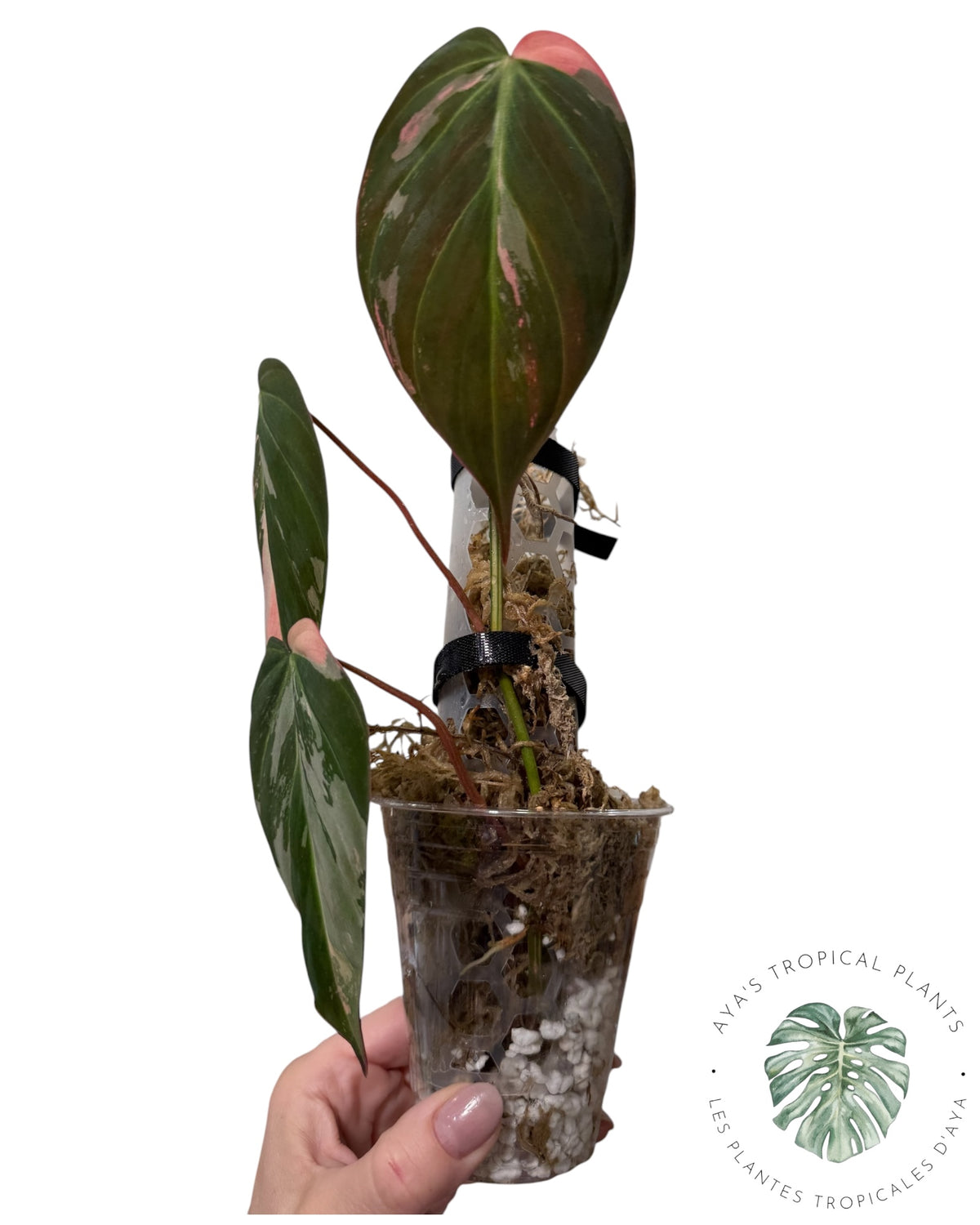 Philodendron REAL Pink Micans Variegated