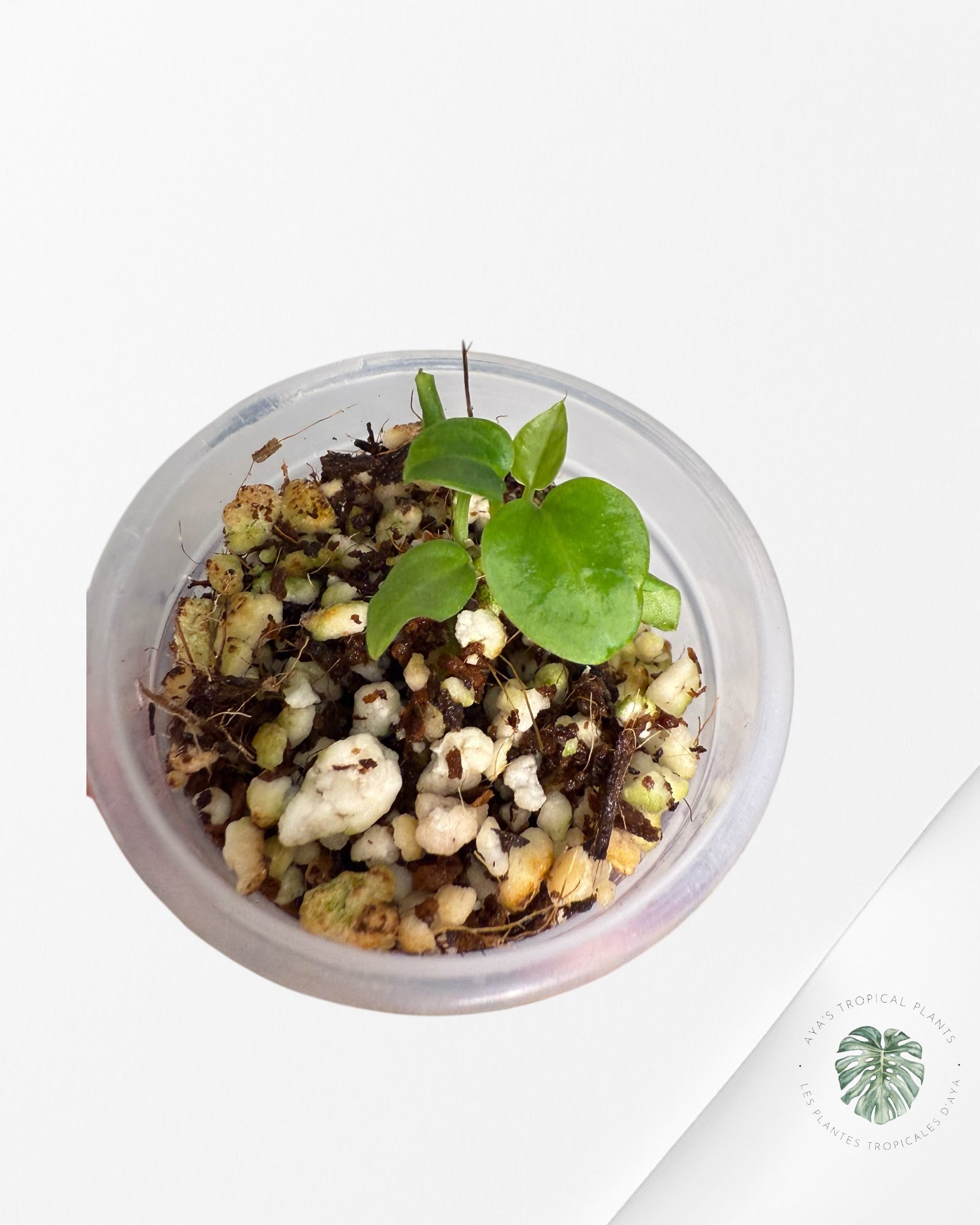 Anthurium Purple Crystallinum | Rare TC Plant| Aya's Tropical Plants