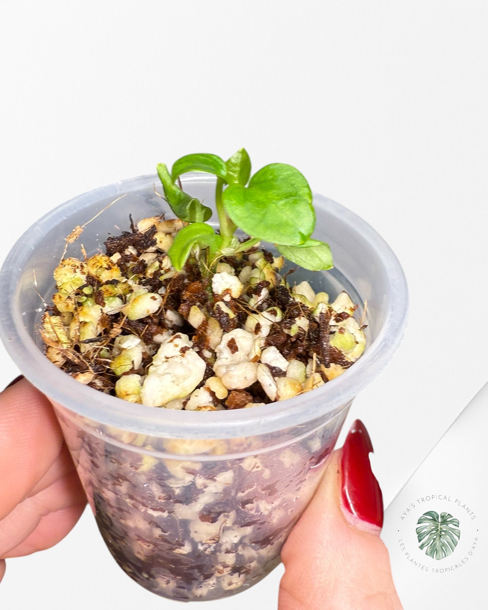 Anthurium Purple Crystallinum | Rare TC Plant| Aya's Tropical Plants