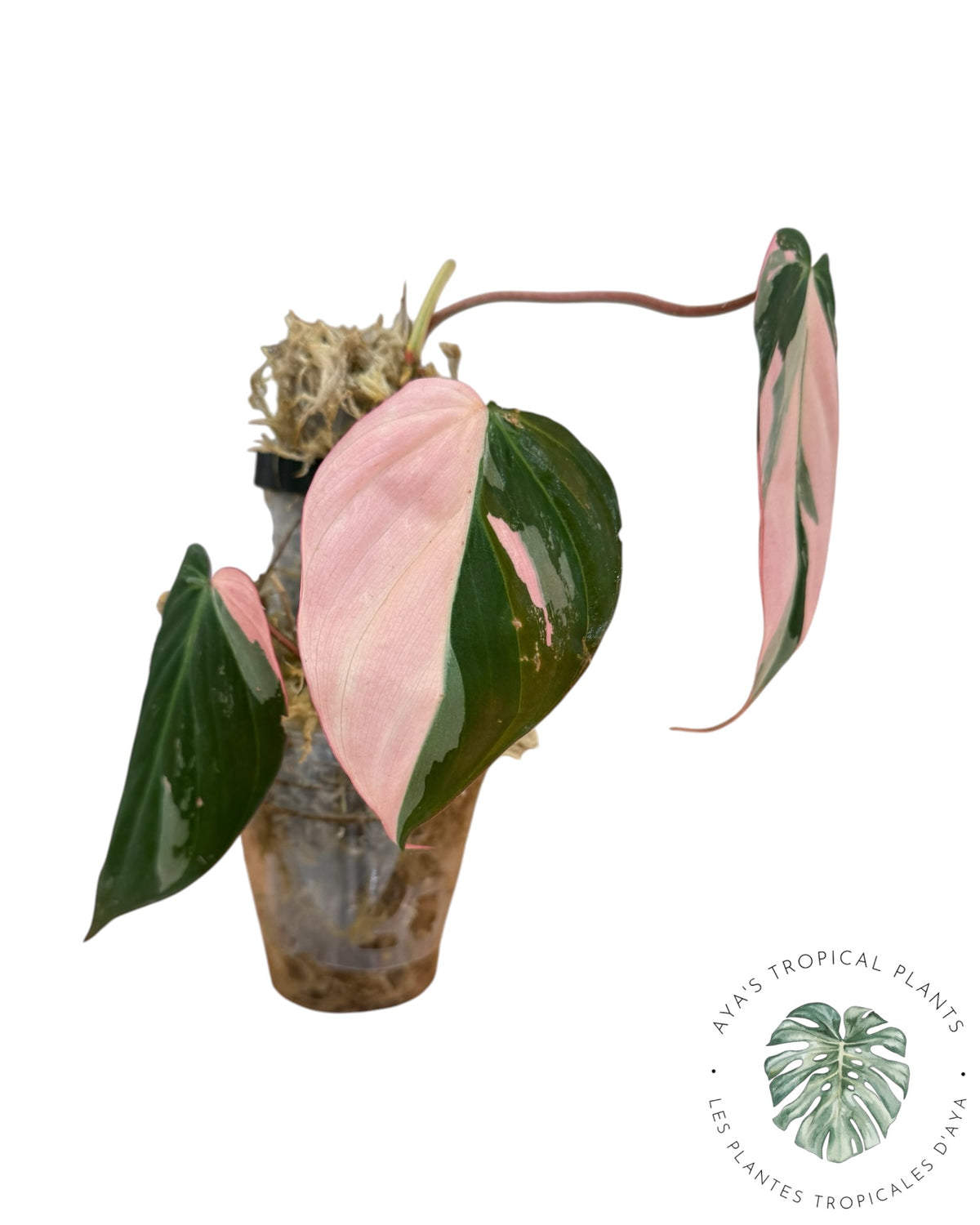 Philodendron REAL Pink Micans Variegated