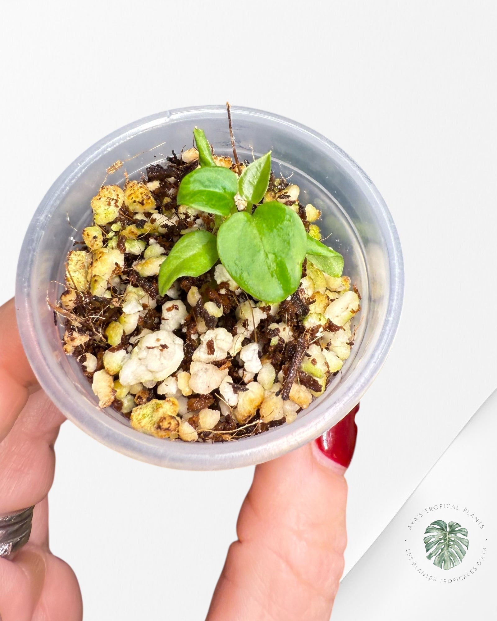 Anthurium Purple Crystallinum | Rare TC Plant| Aya's Tropical Plants