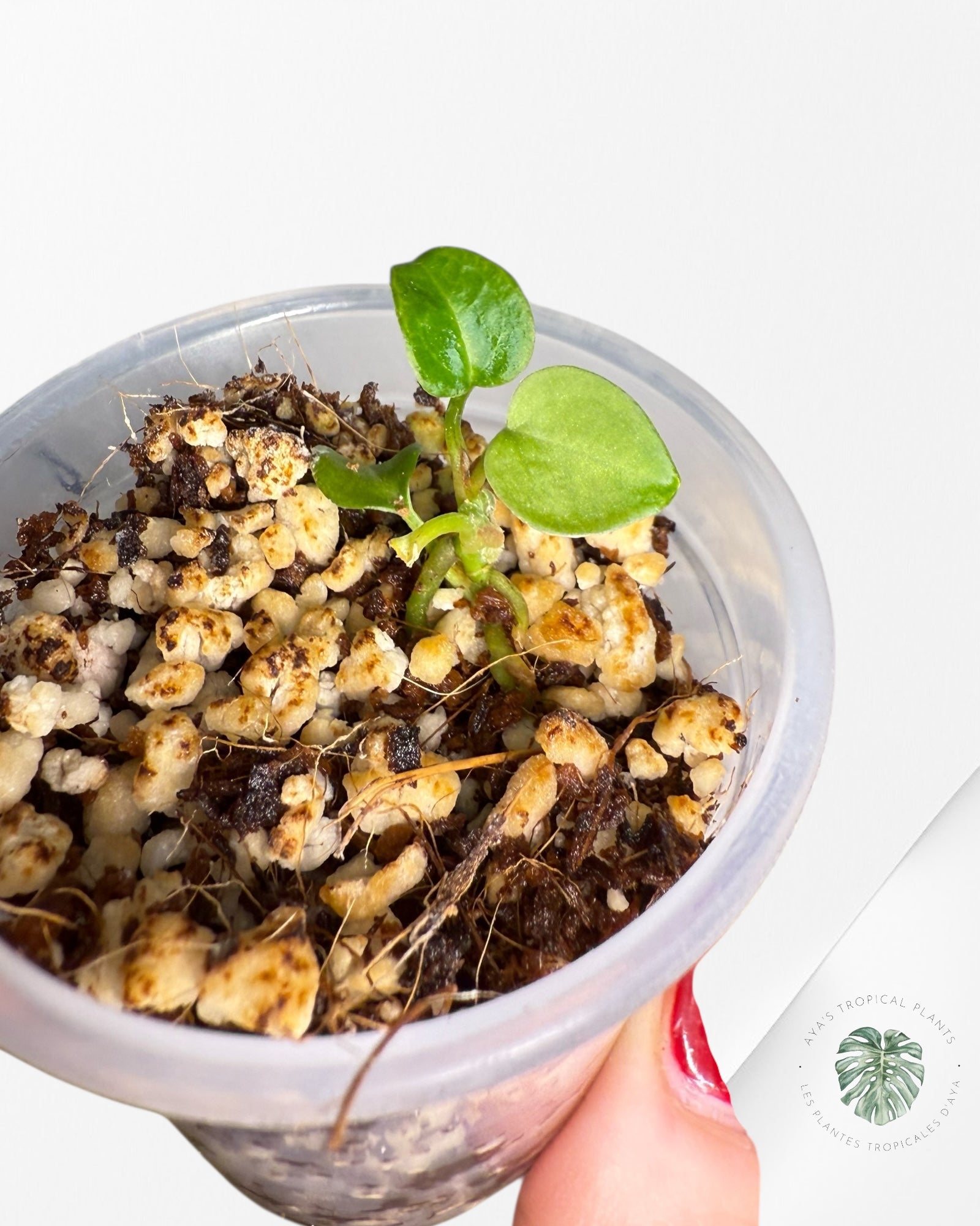 Anthurium Purple Crystallinum | Rare TC Plant| Aya's Tropical Plants