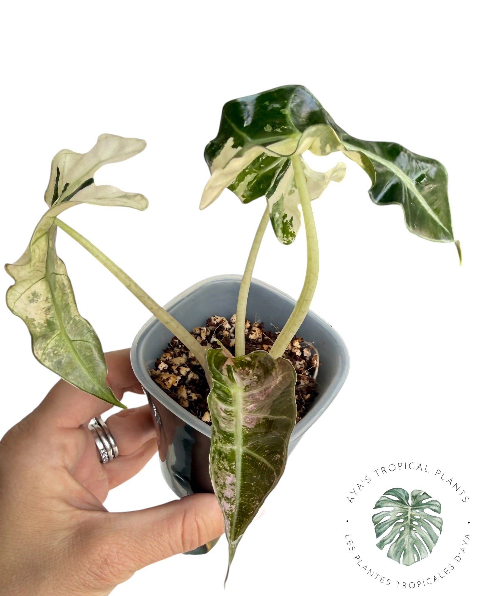 Alocasia Polly Pink Snowflake