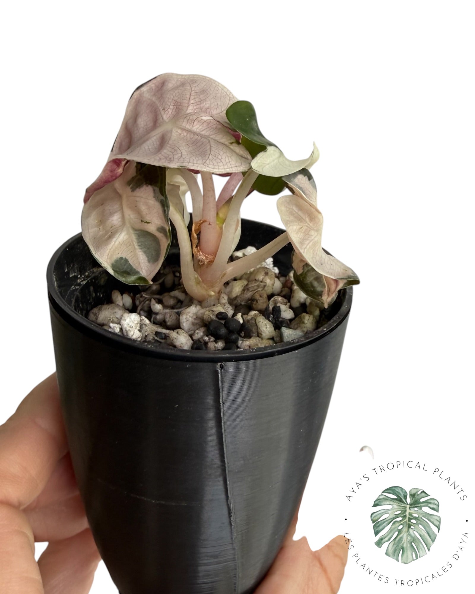 Alocasia Heart Balloon rose panaché