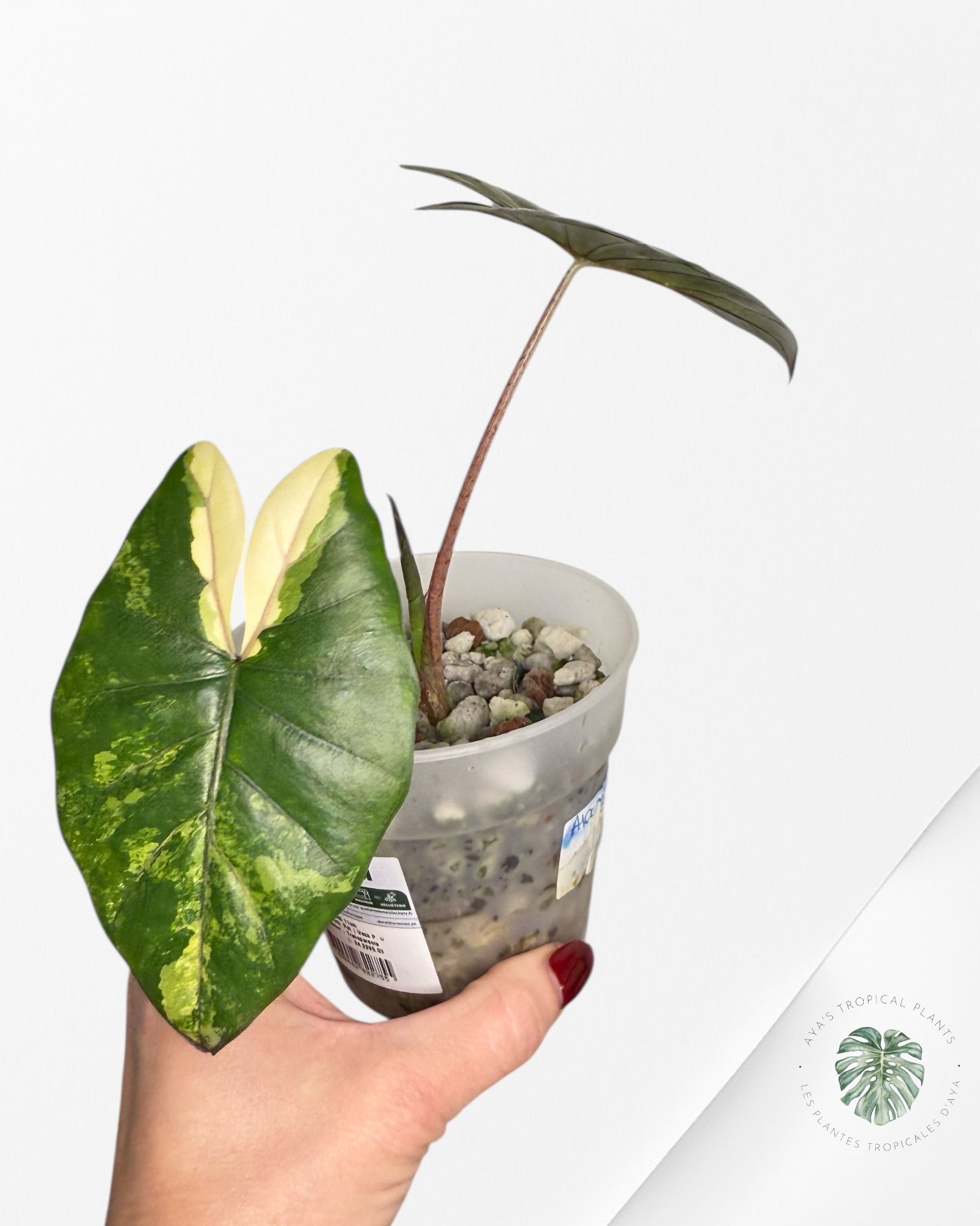 Alocasia Serenpidity Variegated | Rare Aroid Plant| Aya's Tropical Plants