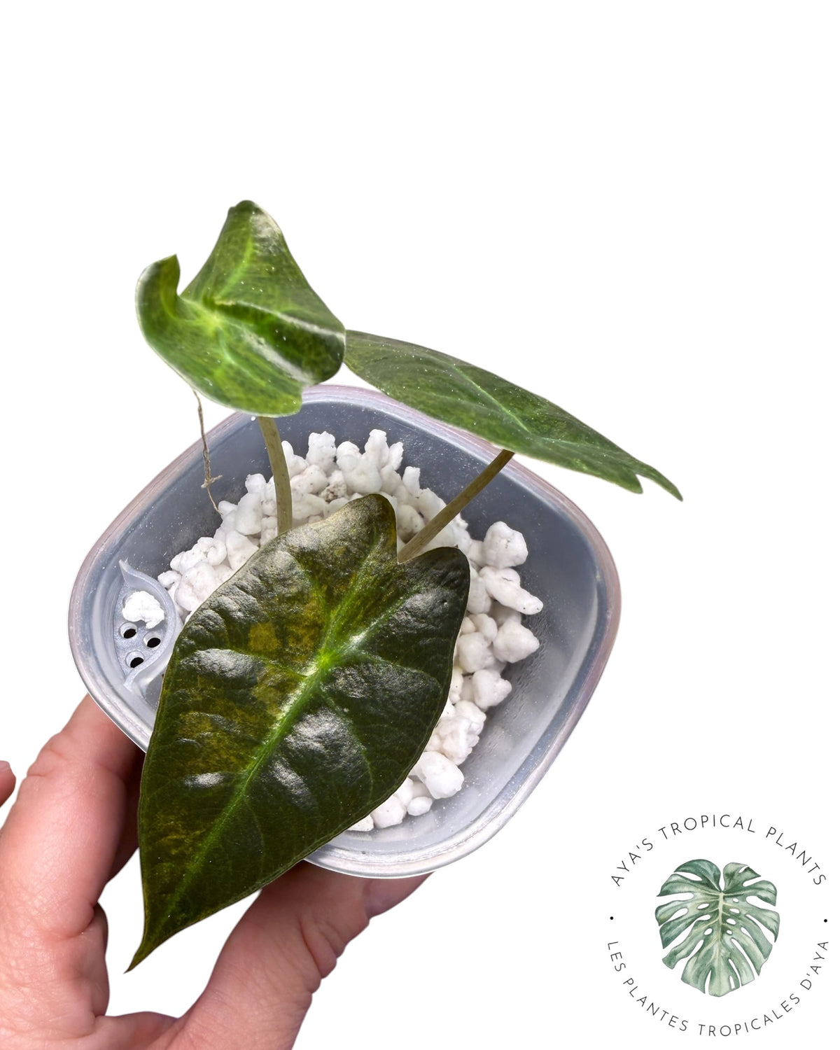 Alocasia « Polly » panachée Aurera (catégorie A)