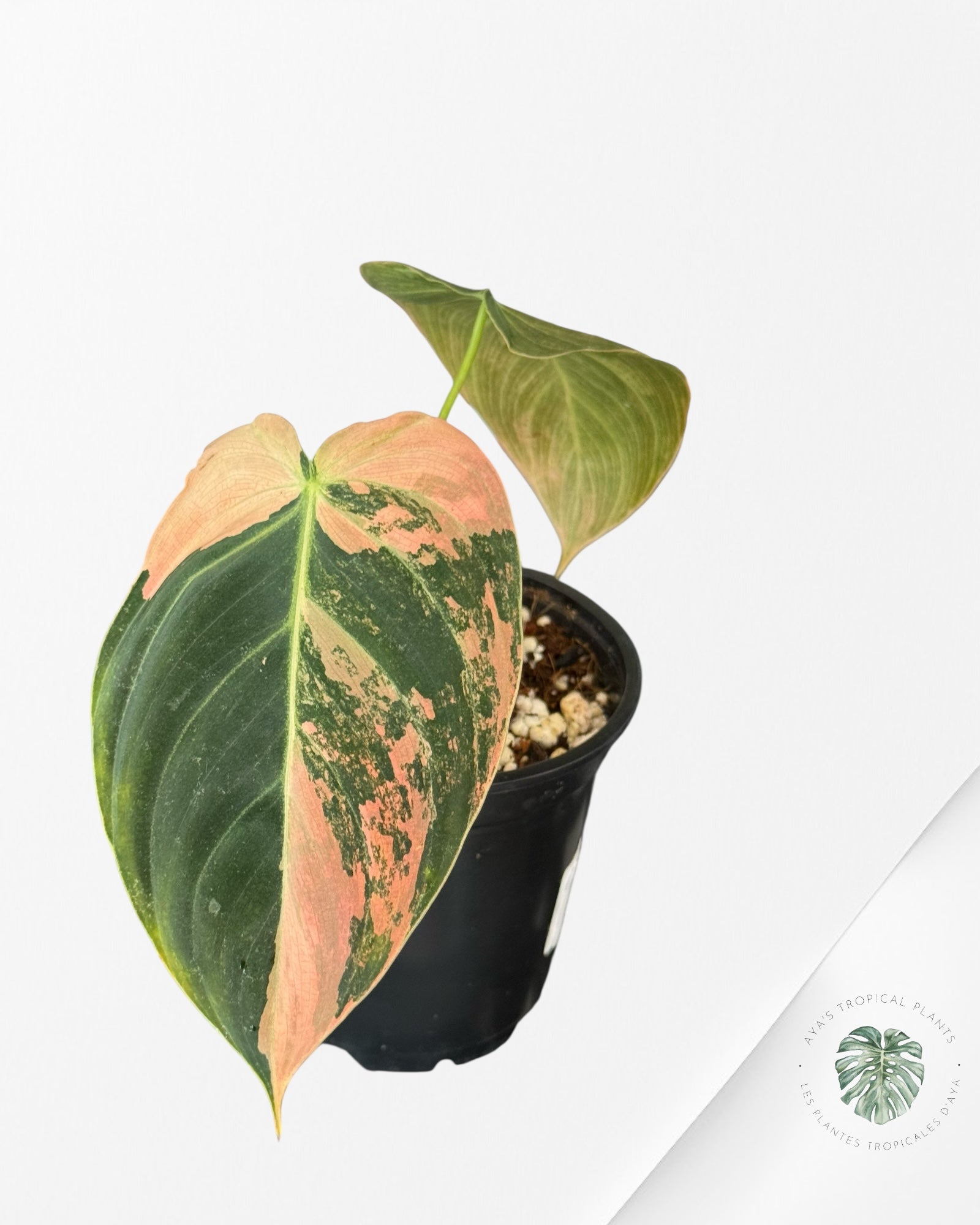 Philodendron Melanochrysum Orange (Bonfire)