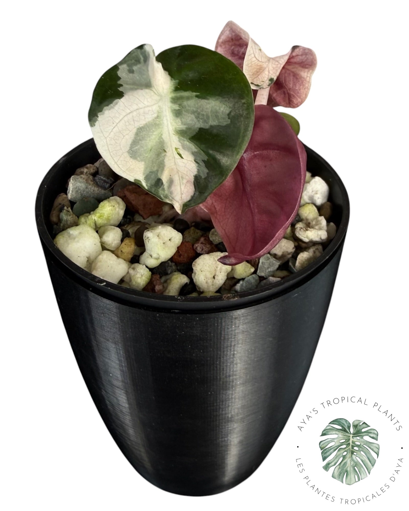 Alocasia Heart Balloon Pink variegated