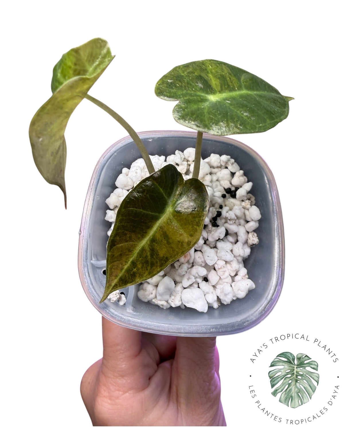 Alocasia ‘Polly’ Aurera panachée (catégorie A)