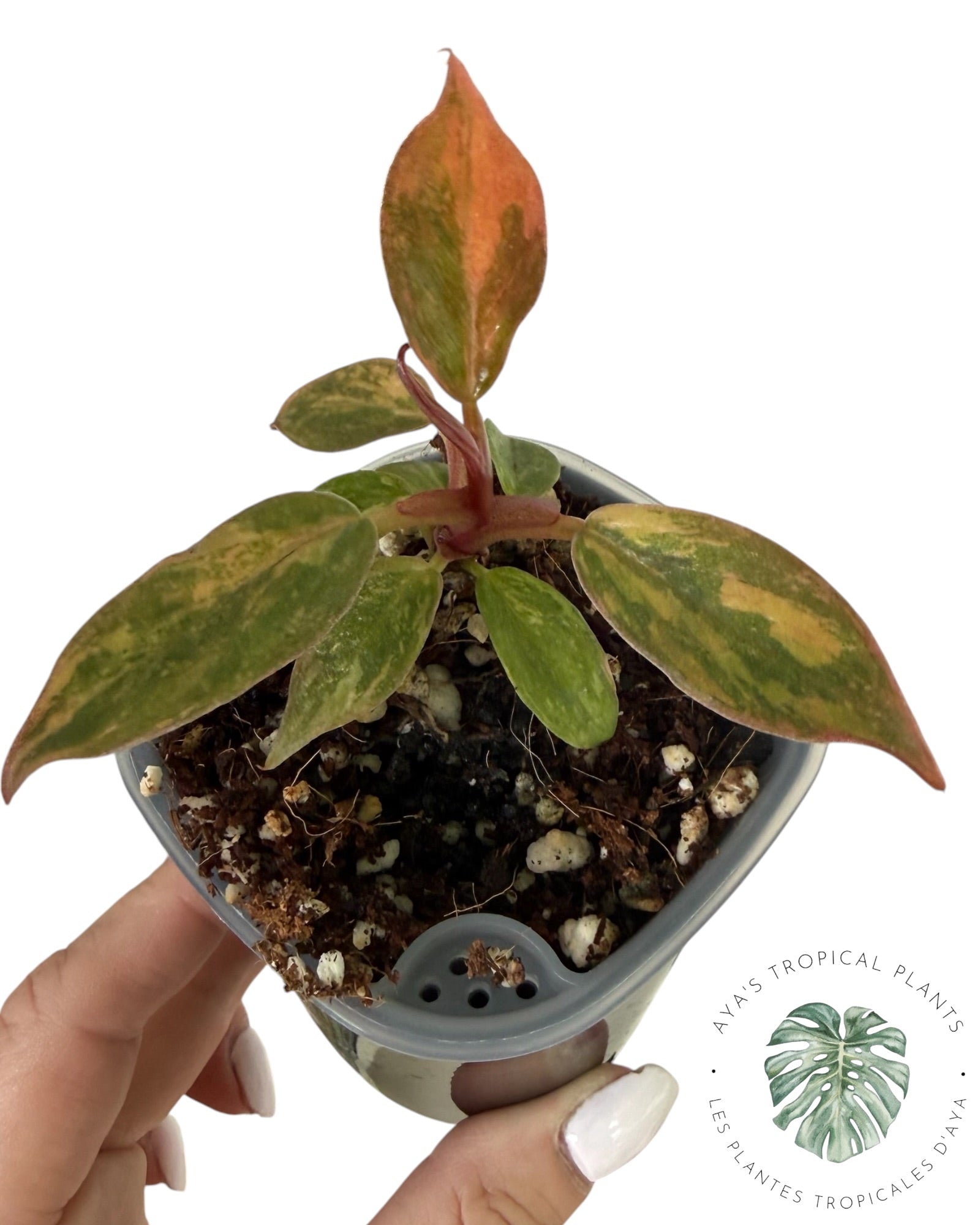 Philodendron Caramel Marble ‘Fire Tiger’