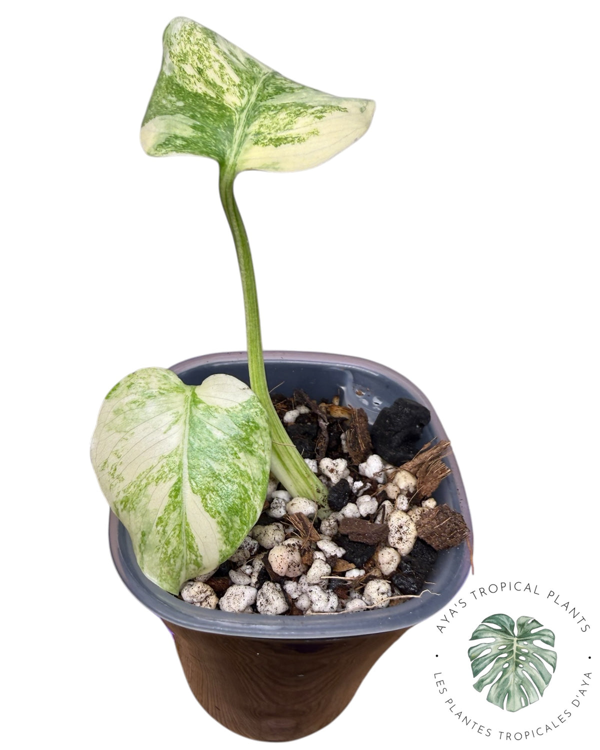 Monstera Green Snow