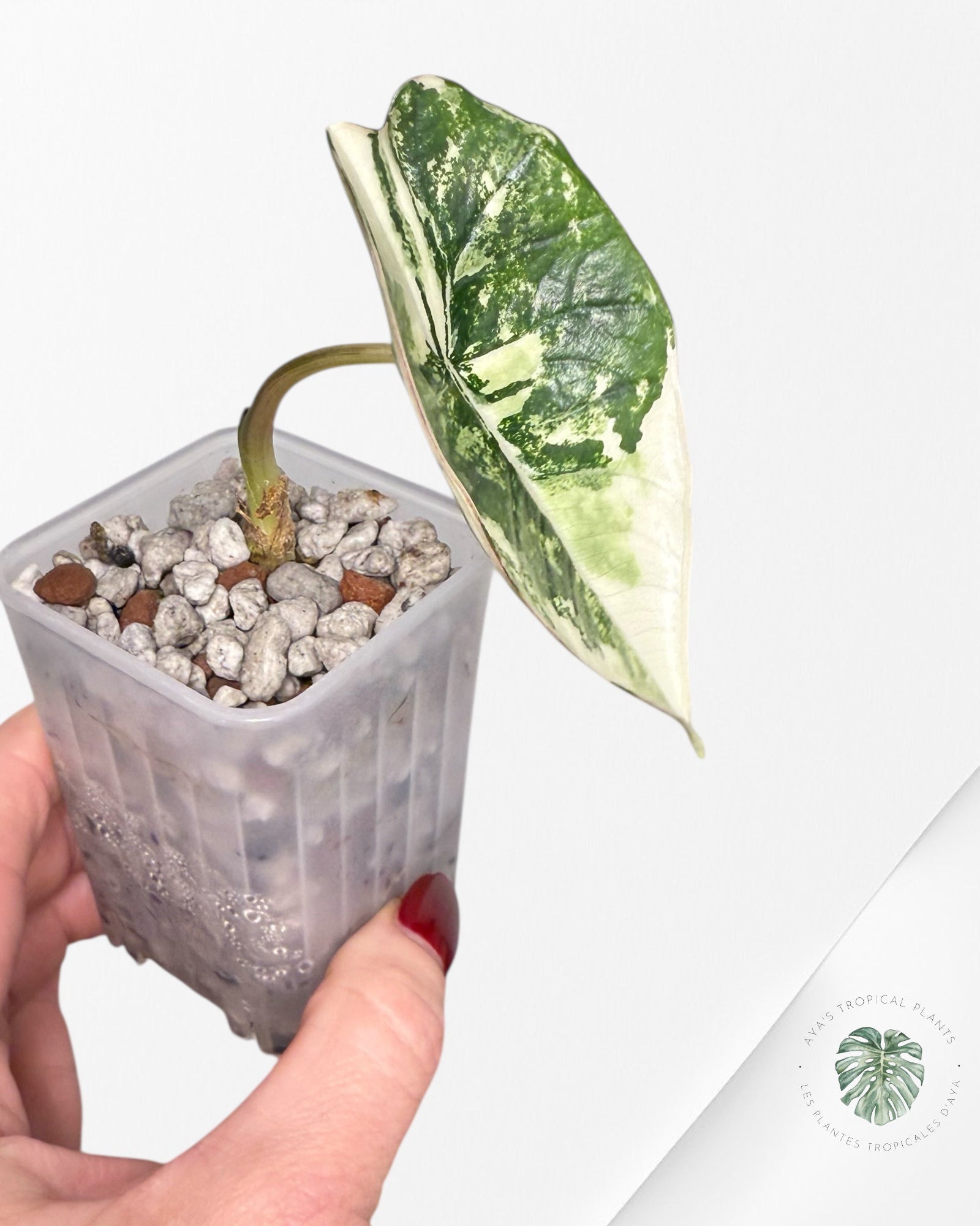 Alocasia Bisma Platinum Albo Variegated