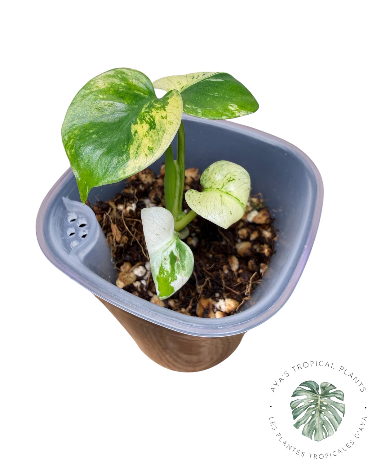 Monstera Siam Mint