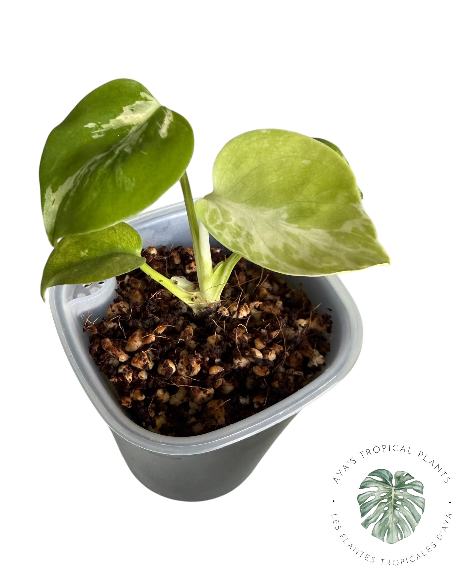Monstera Deliciosa Bulbasaur