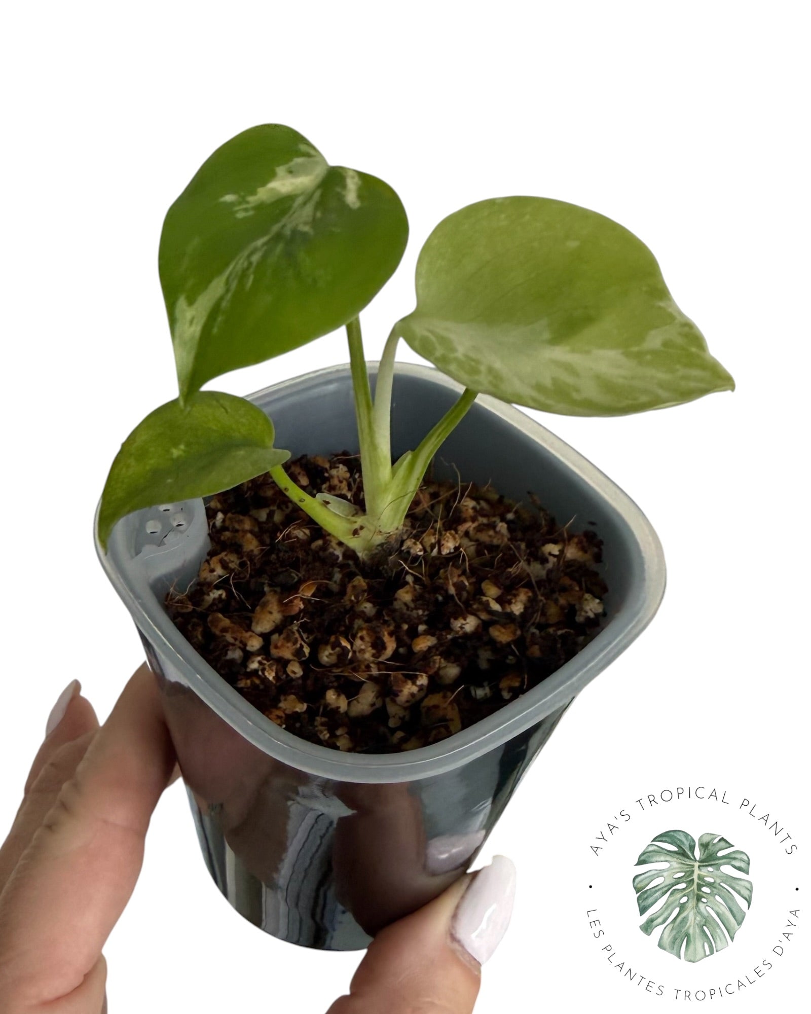 Monstera Deliciosa Bulbasaur