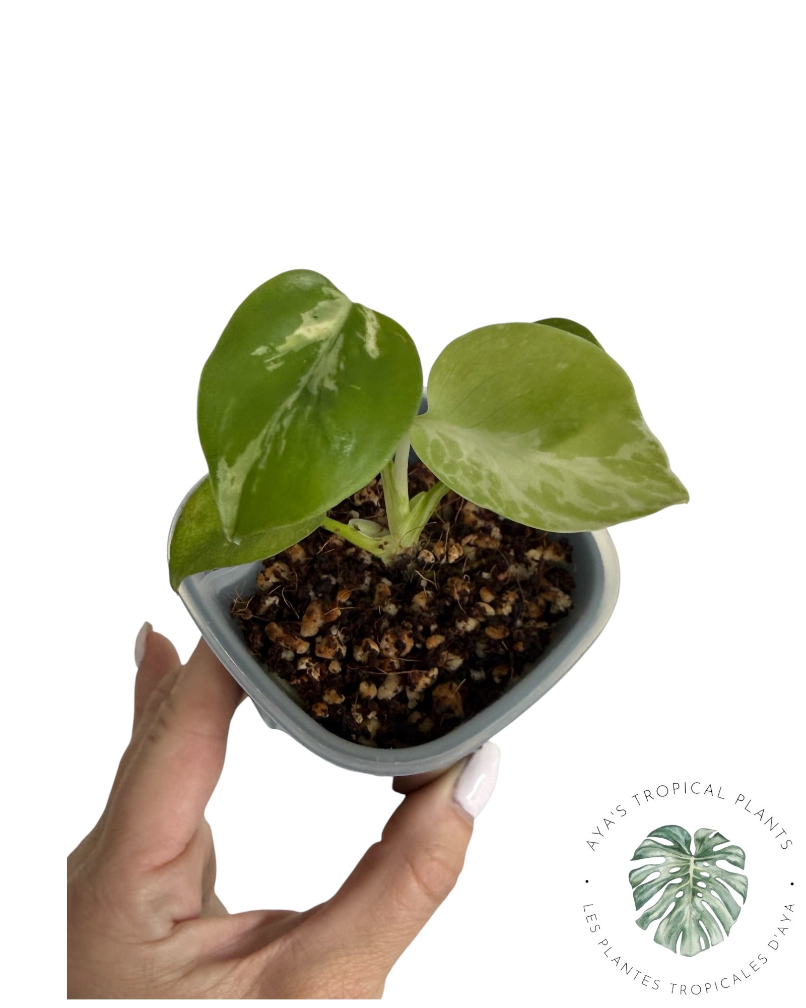 Monstera Deliciosa Bulbasaur