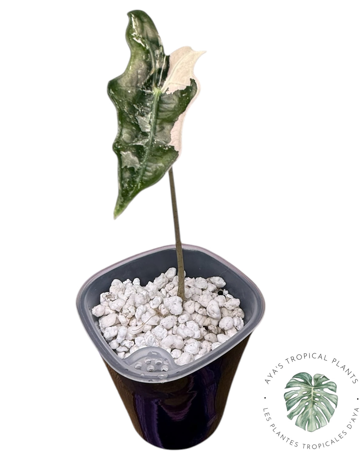 Alocasia Nobilis Panaché Rose