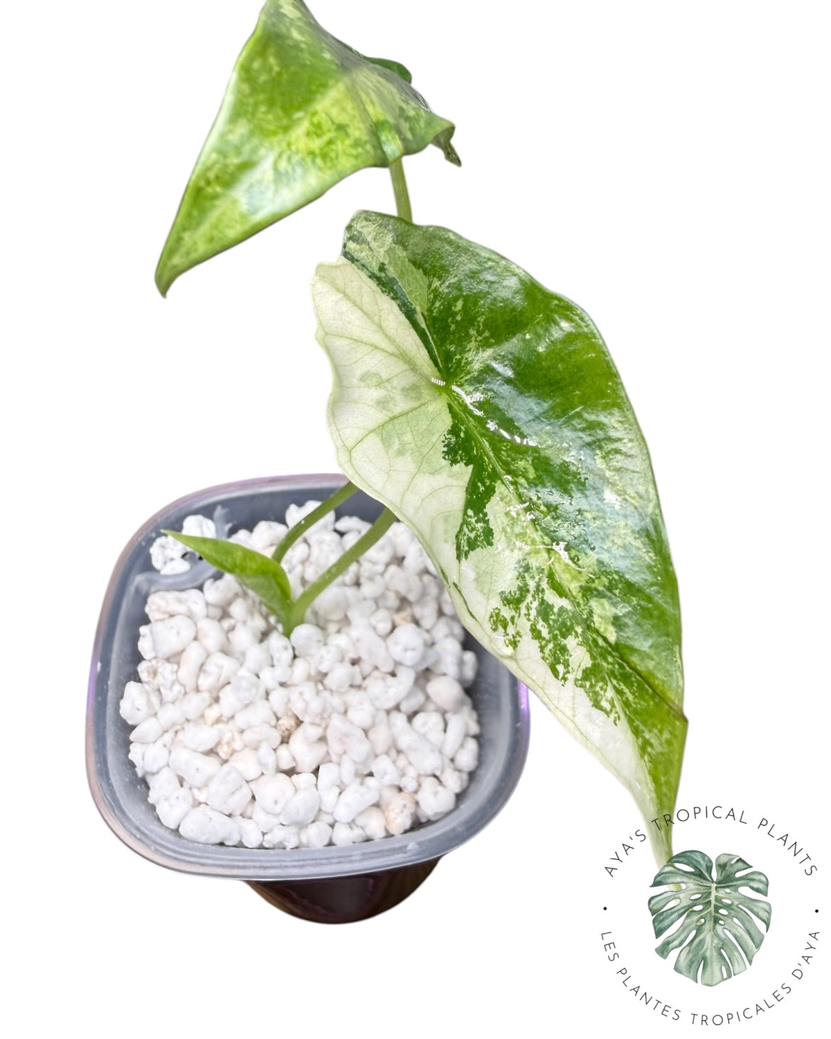 Alocasia  Simpo Albo Variegated