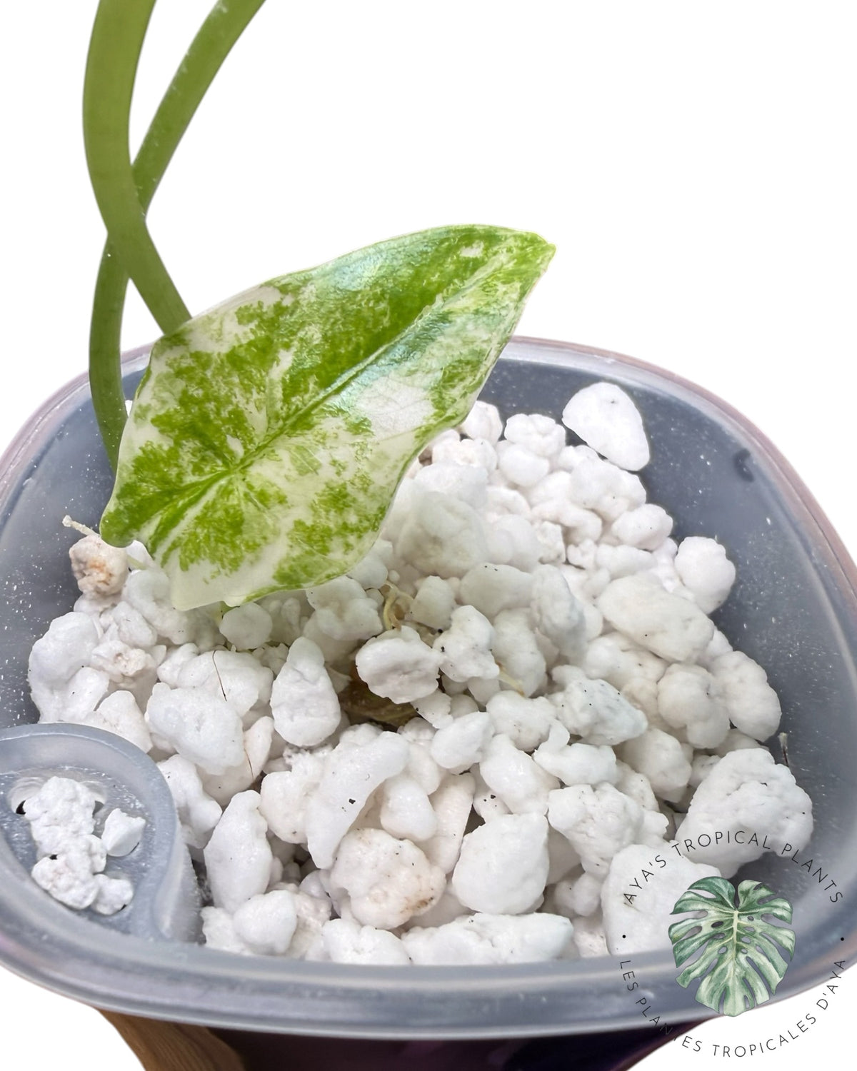 Alocasia Simpo Albo Variété Panachée