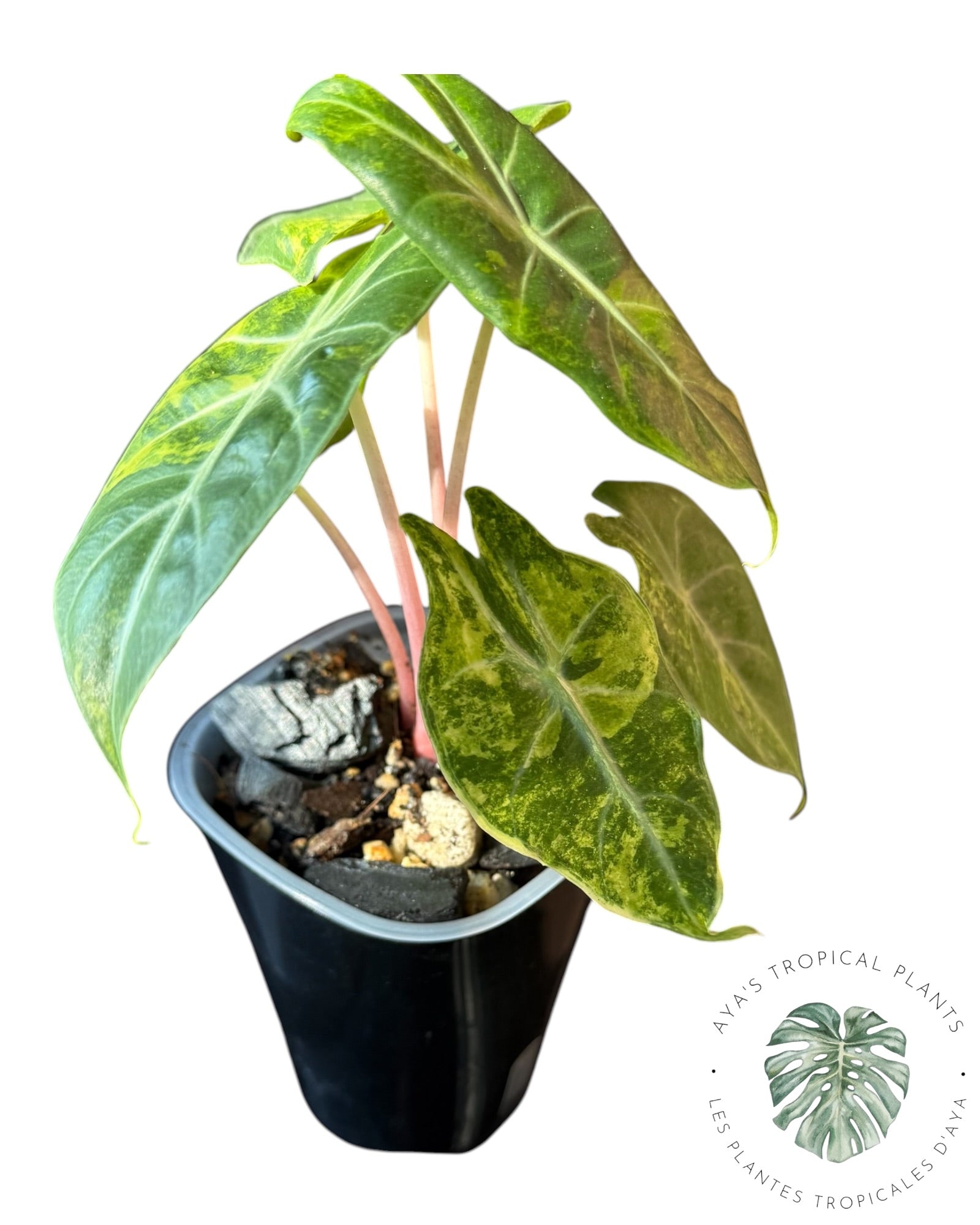 Alocasia Nairobi Night Tricolor