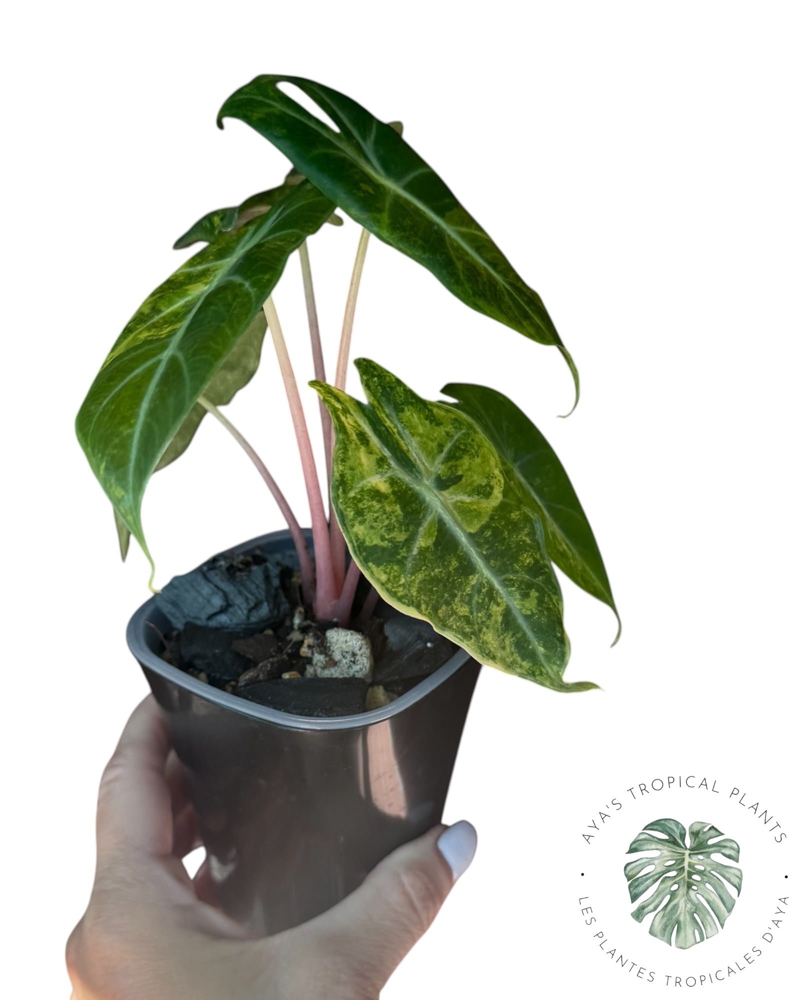 Alocasia Nairobi Night Tricolor