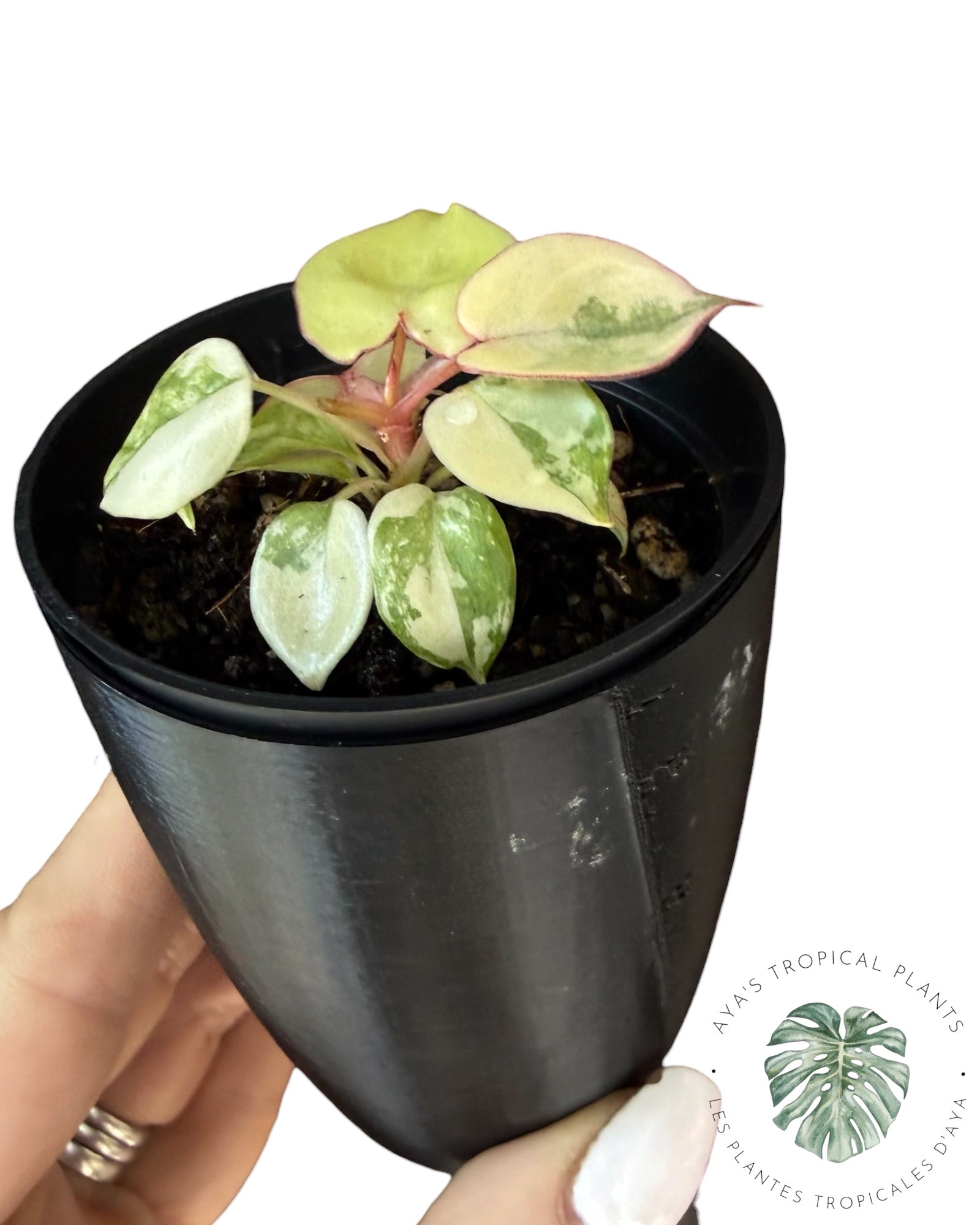Philodendron Billietiae Variegated