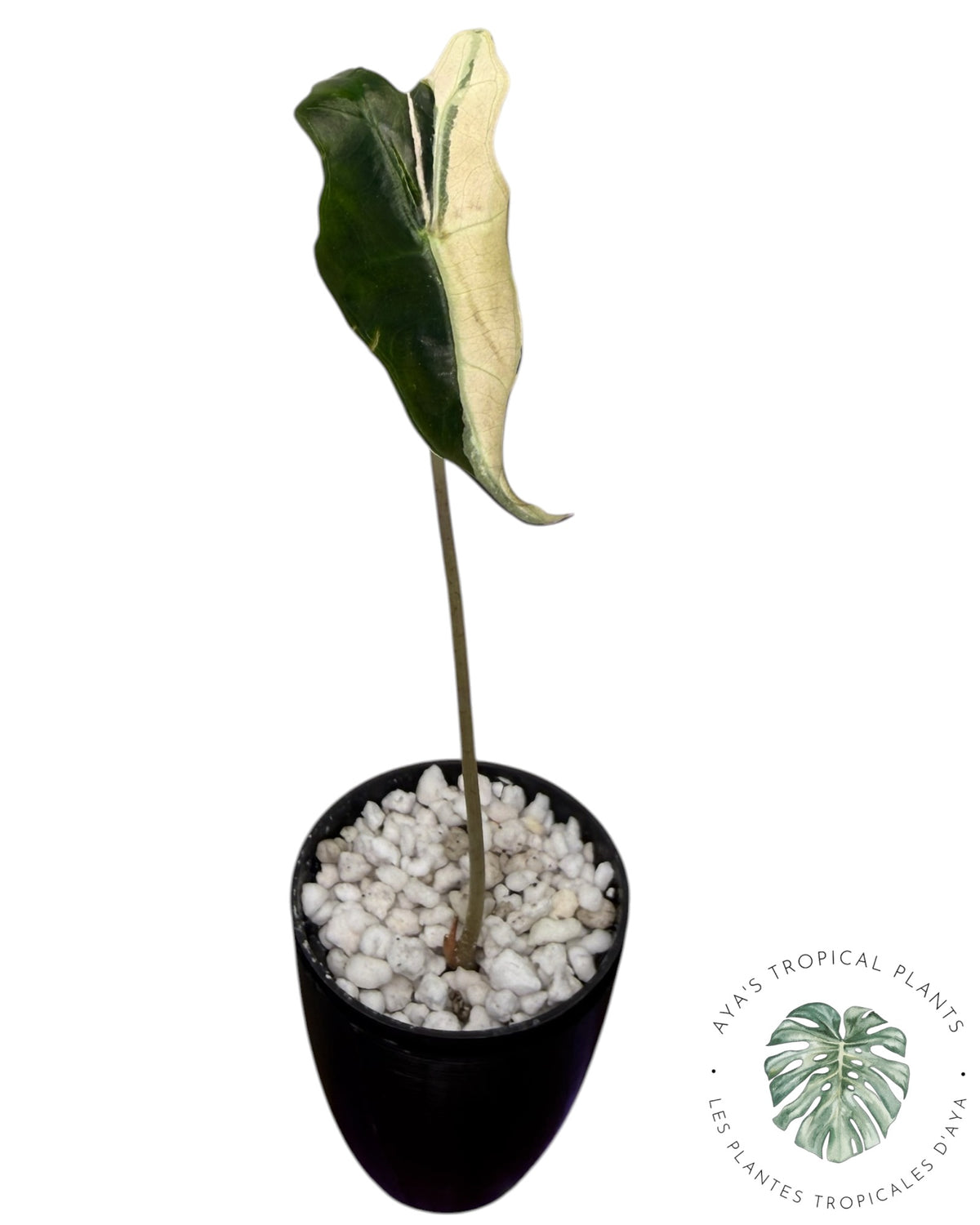 Alocasia Nobilis Panaché Rose