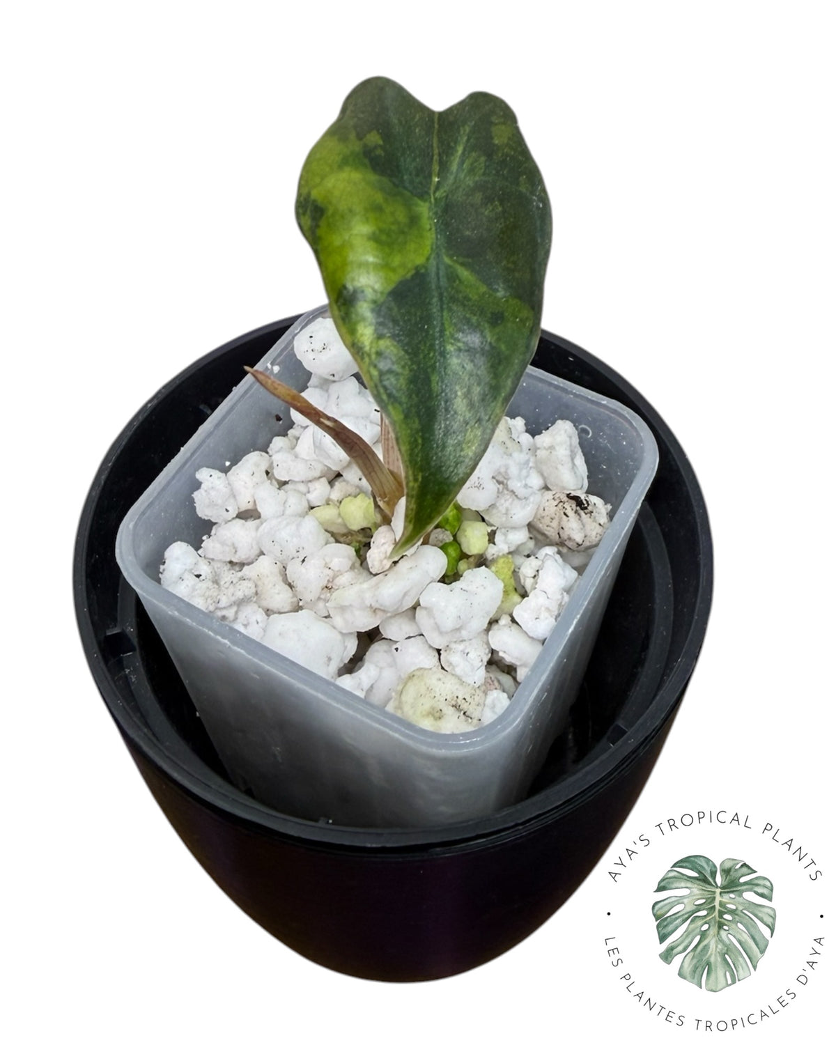 Alocasia Nobilis Aurea Panaché