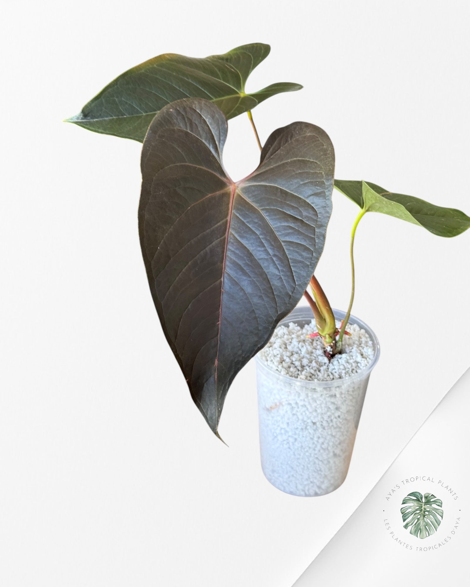 Anthurium Modeanum-02