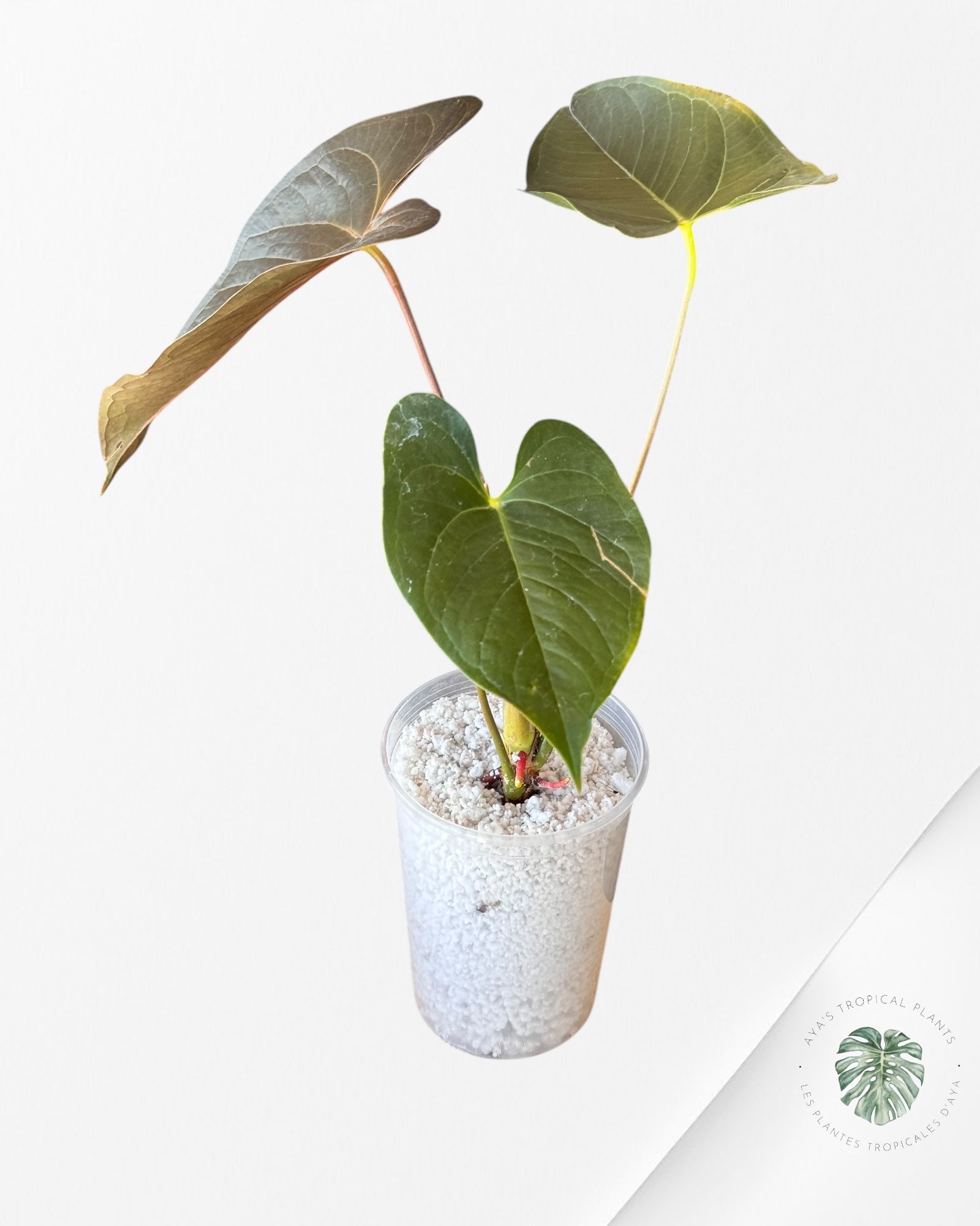 Anthurium Modeanum-02