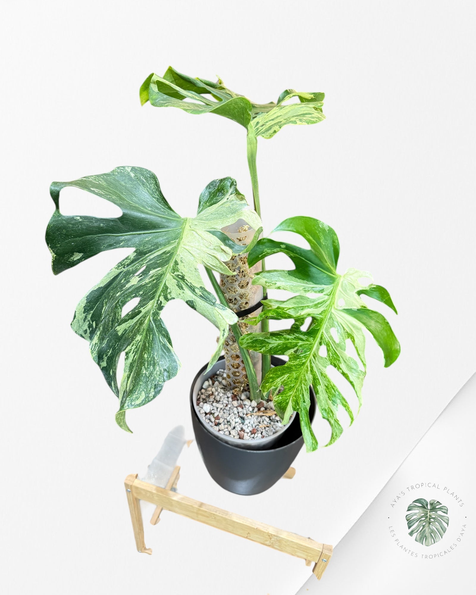 Monstera Ocean Mint | Rare Aroid | Aya's Tropical Plants