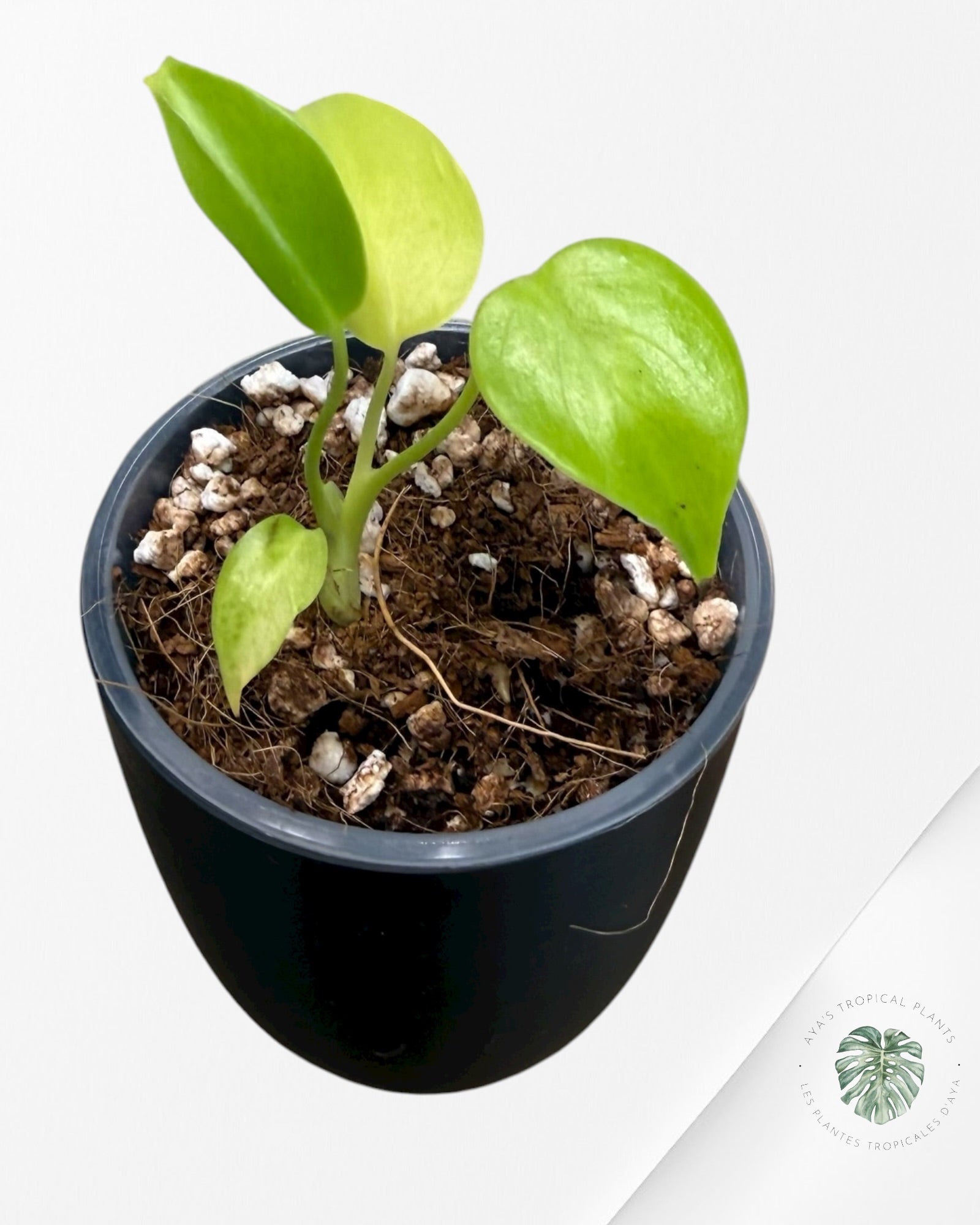 Monstera 'Lemon Lime'