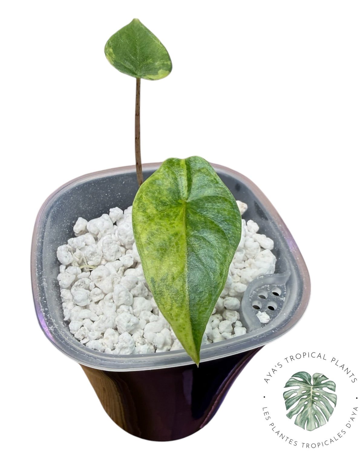 Alocasia Heterophylla Metallic Blue Aurea Panaché