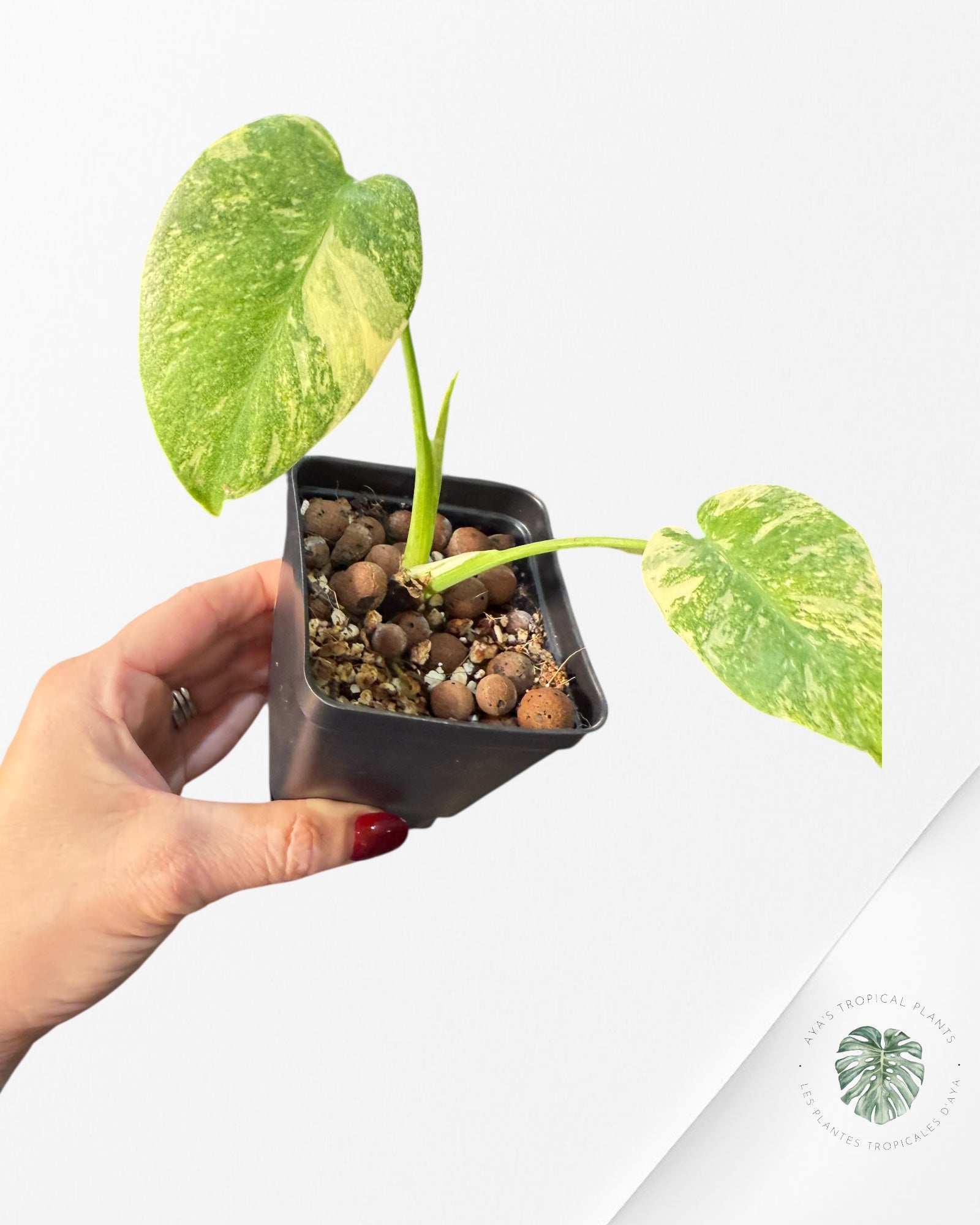 Monstera Legacy | Rare Aroid  Plant | Aya's Tropical Plants