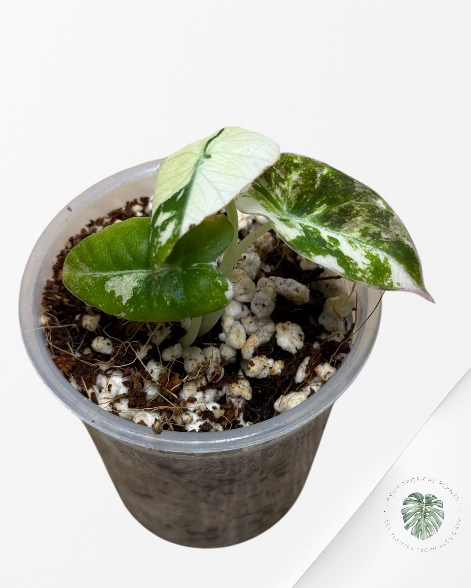 Alocasia Black Velvet Pink Variegated - 22E