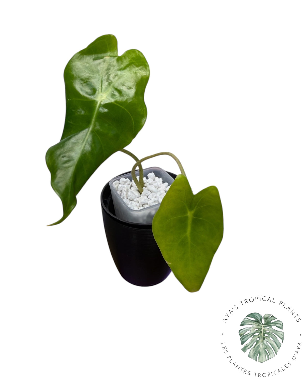 Alocasia Black Satun Pink Bone
