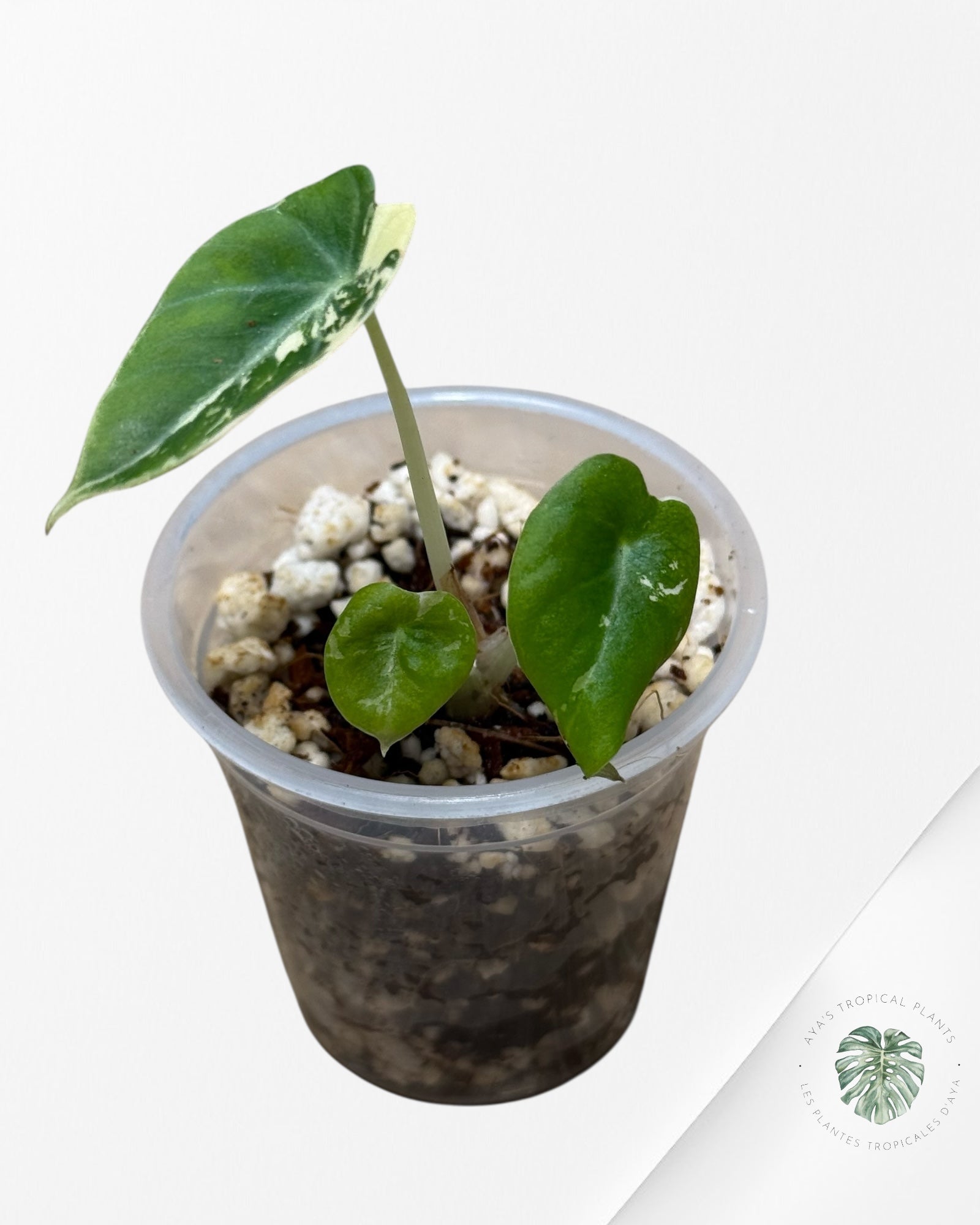 Alocasia Black Velvet Pink Variegated - 22D